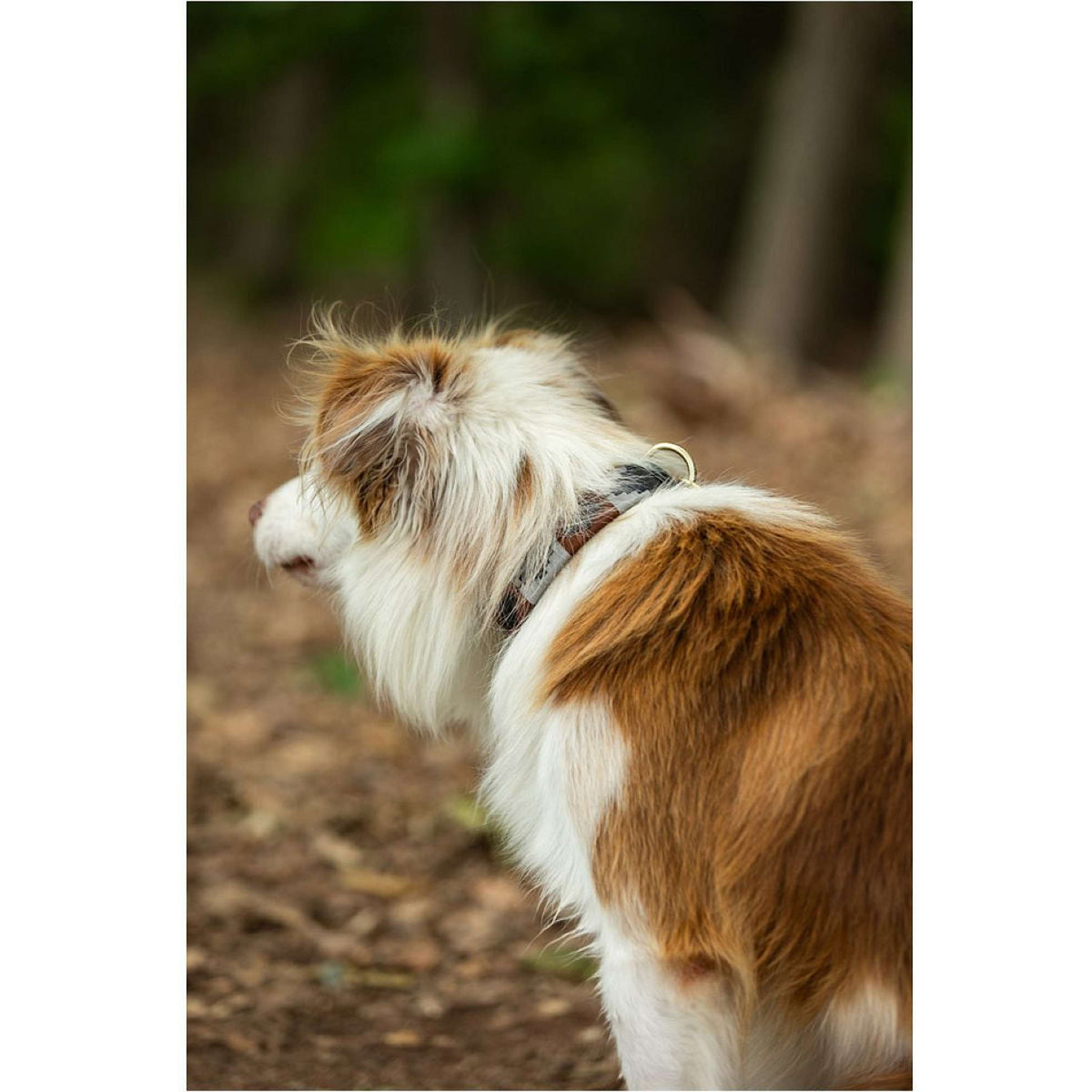 BR Hondenhalsband Bruin/Grijs