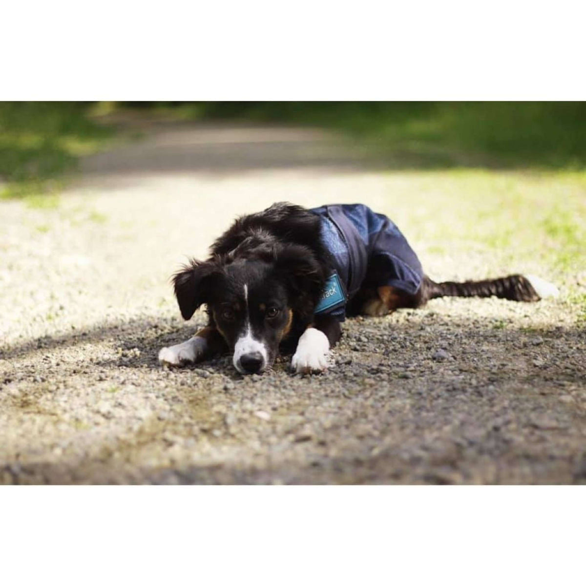 Back on Track Cooling Rug Blauw