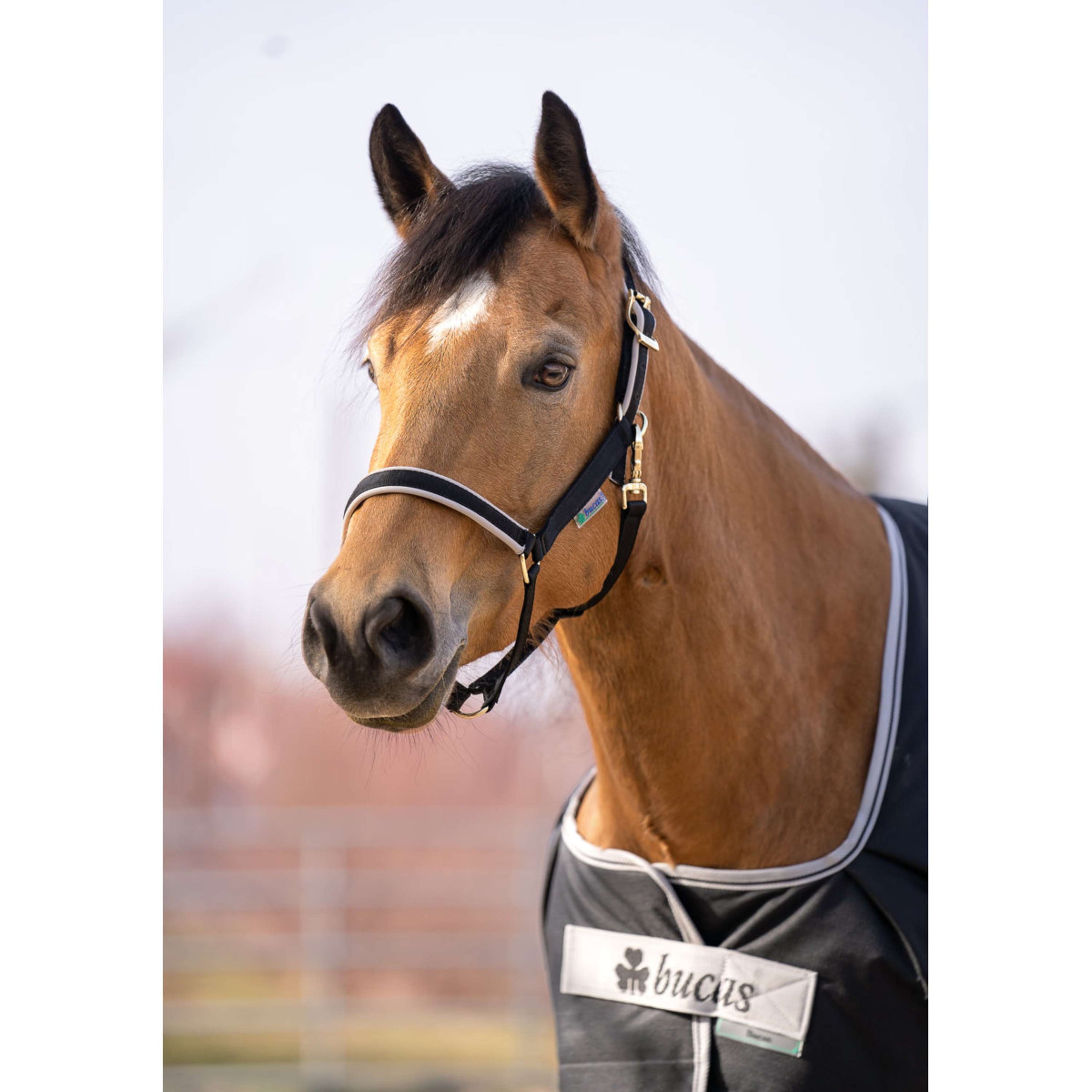 Bucas Anniversary Turnout Light Stay-dry 0g Sapphire Bucas Anniversary Turnout Light Stay-dry 0g Sapphire