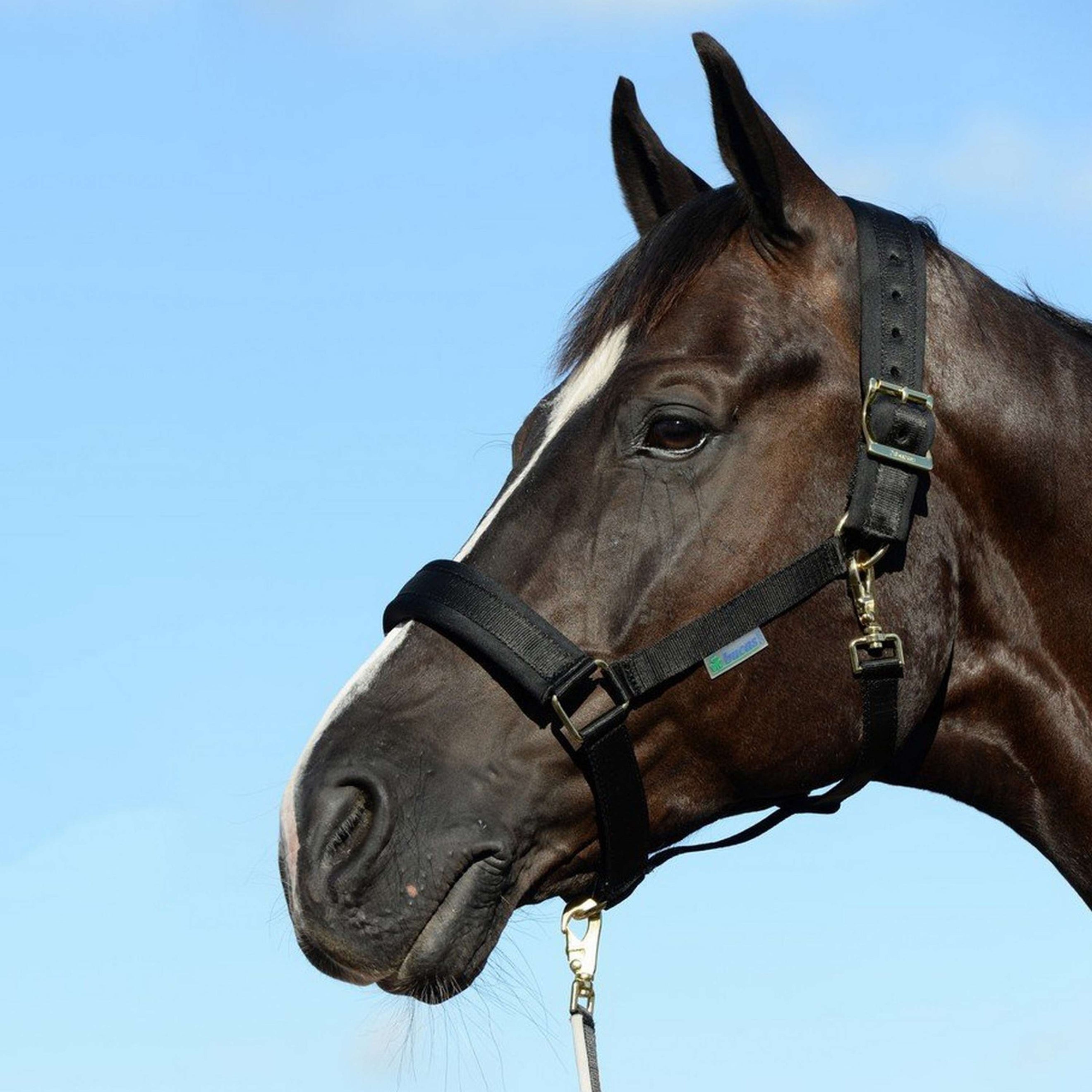 Bucas Halster Comfort Black Bucas Halster Comfort Black