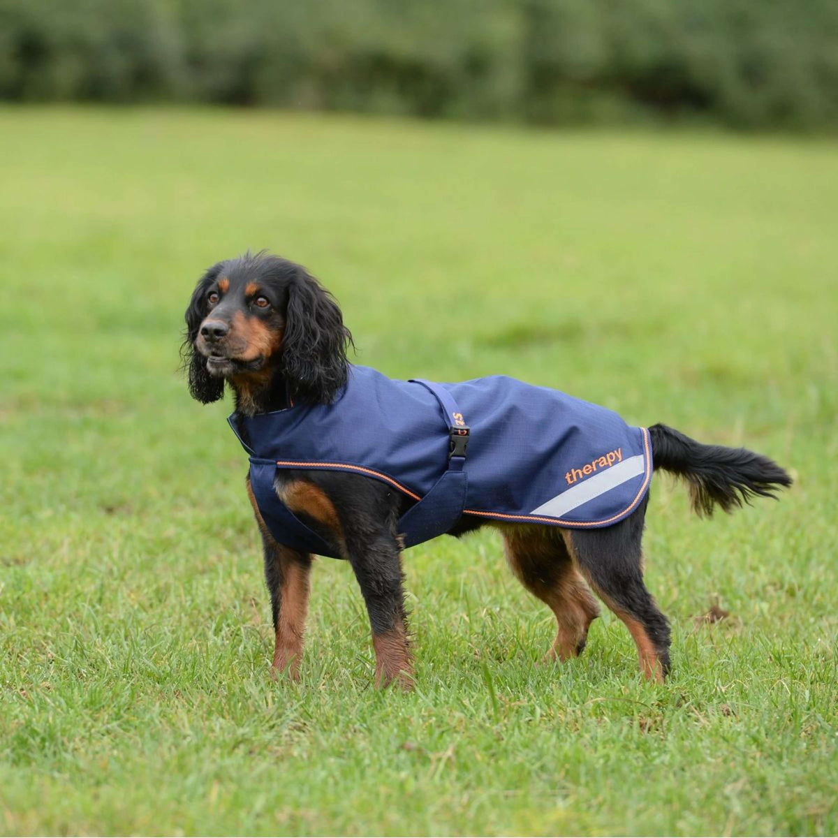 Bucas Therapy Dog Rug 150g Navy/Orange