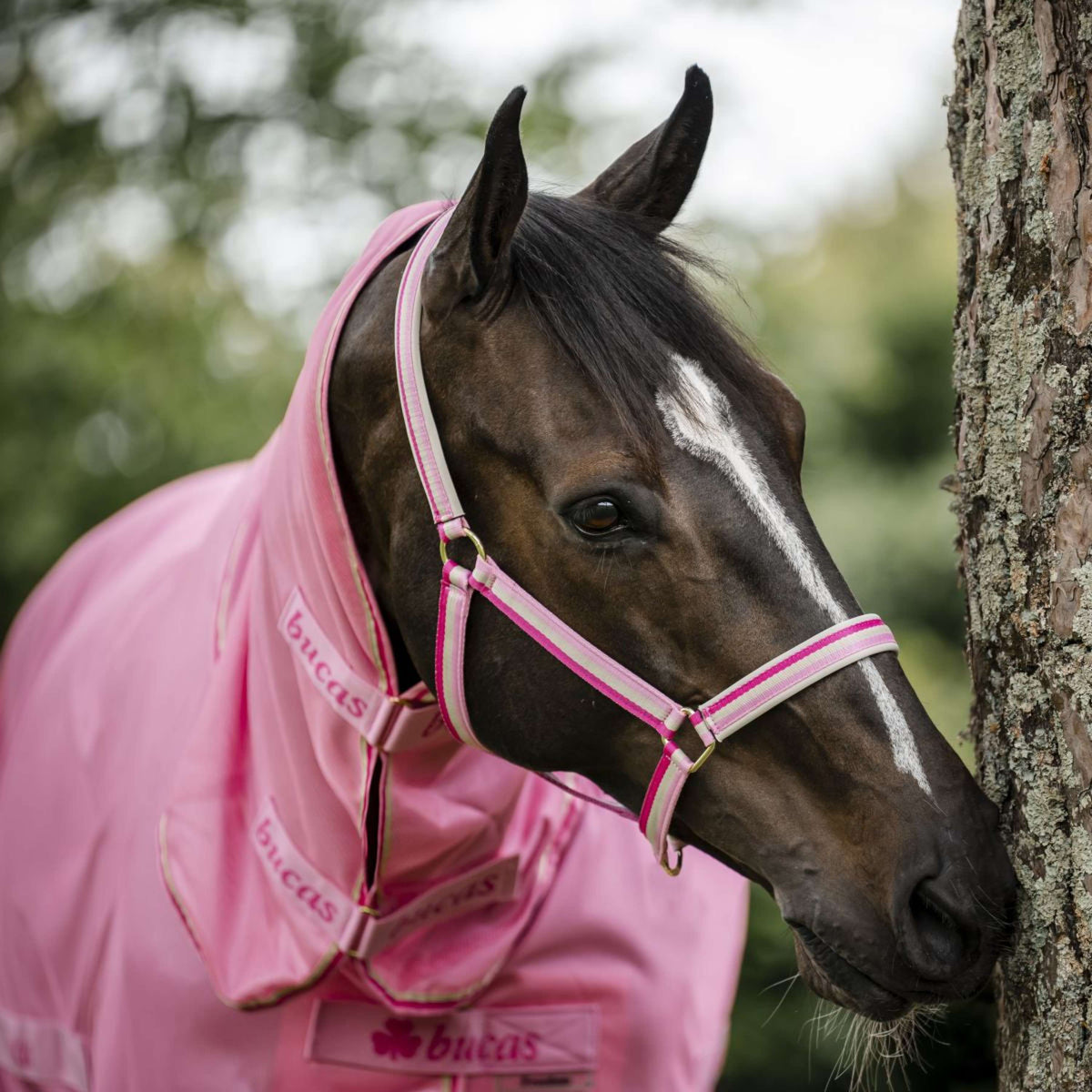 Bucas Halster Dublin Aurora Pink