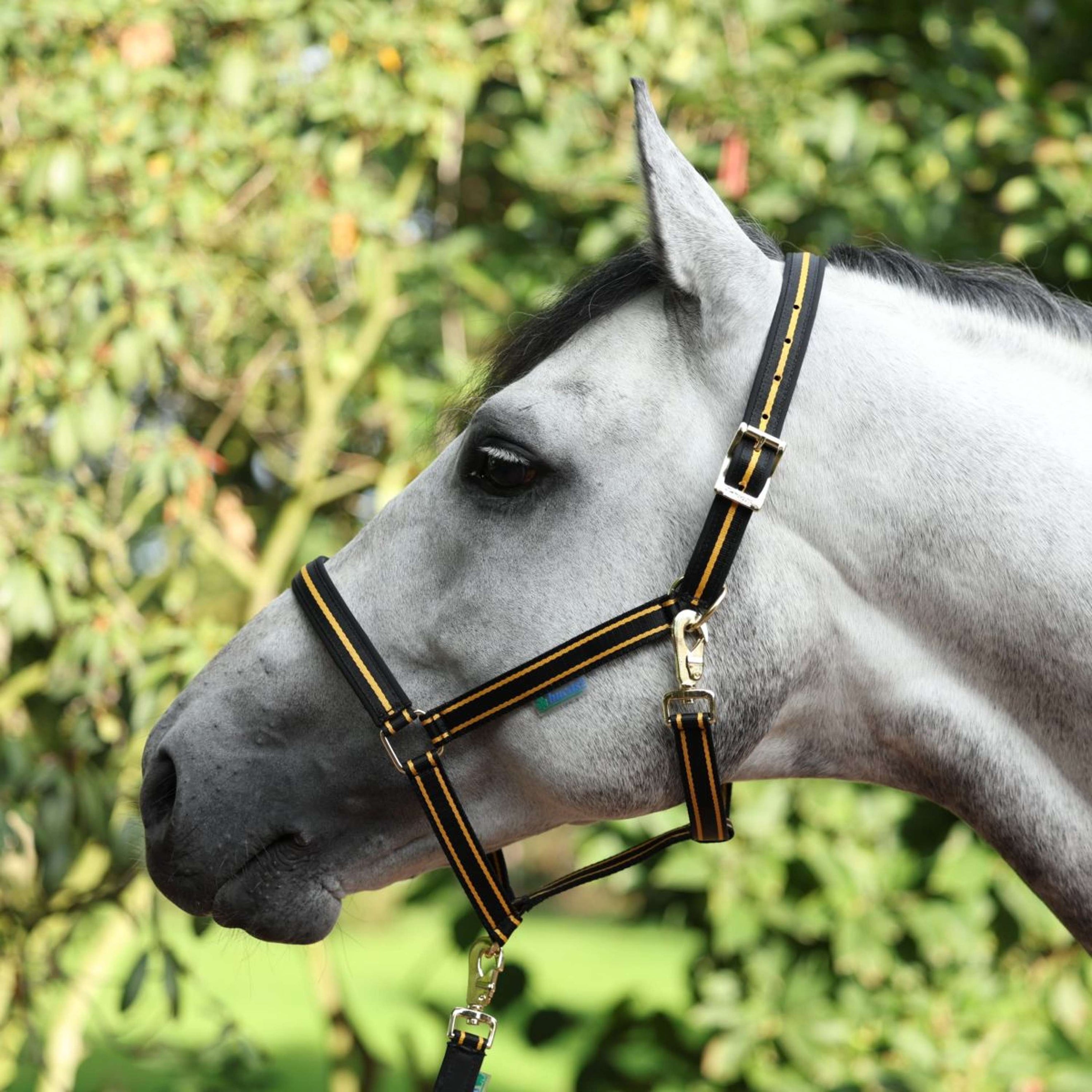 Bucas Halster Dublin Black/Gold Bucas Halster Dublin Black/Gold