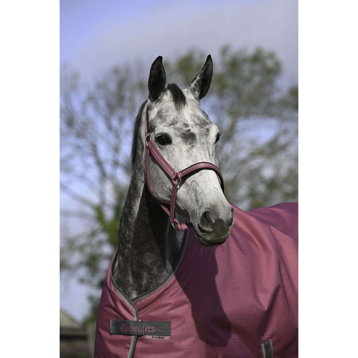 Bucas Halster Dublin Veulen Raspberry