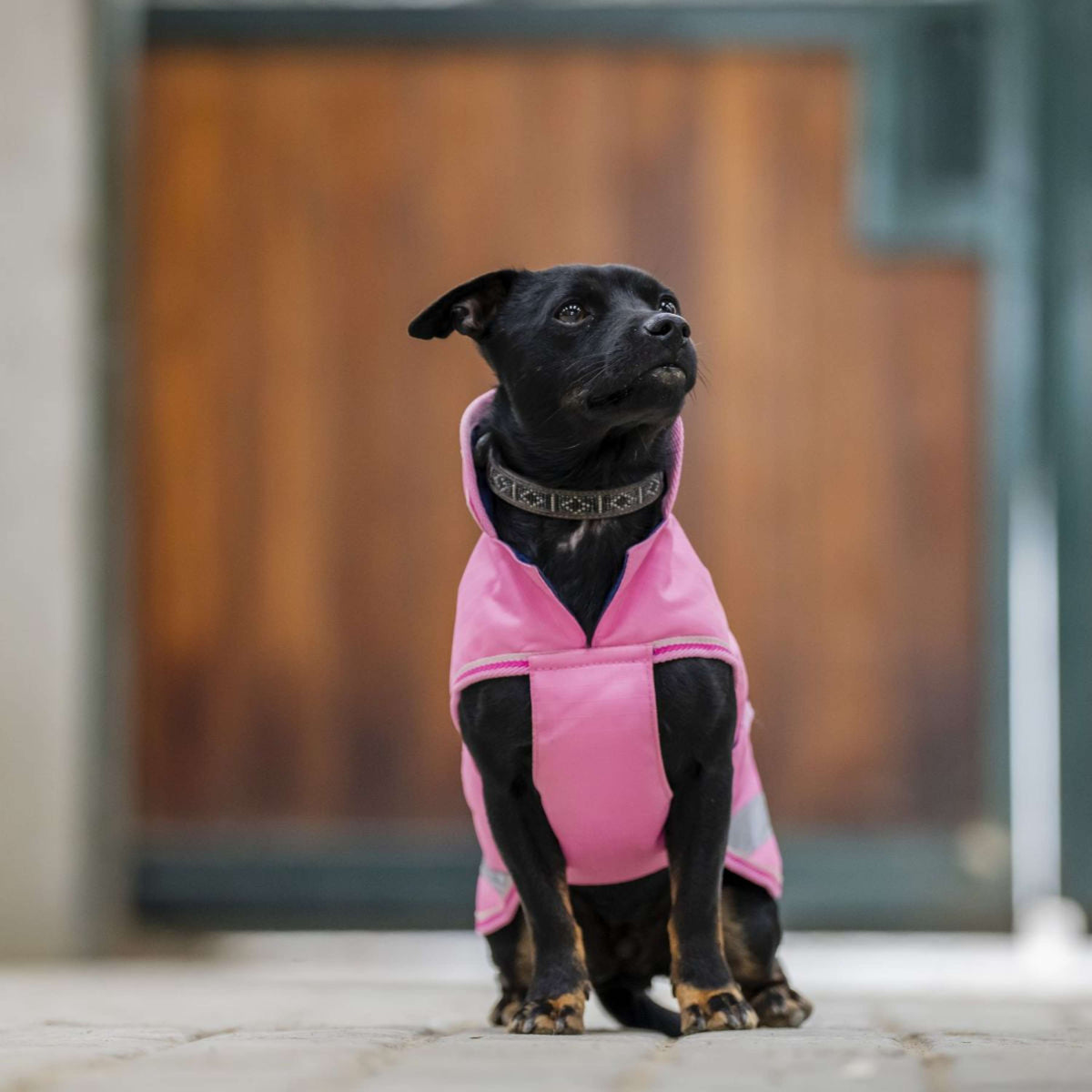 Bucas Freedom Dog Rug Aurora Pink