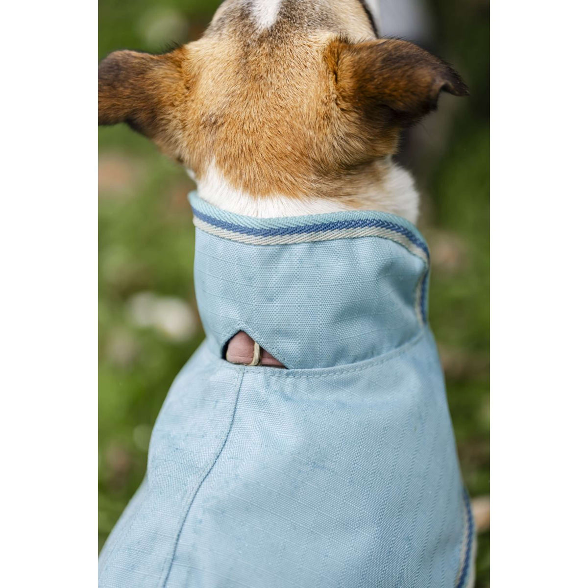 Bucas Freedom Dog Rug Turquoise