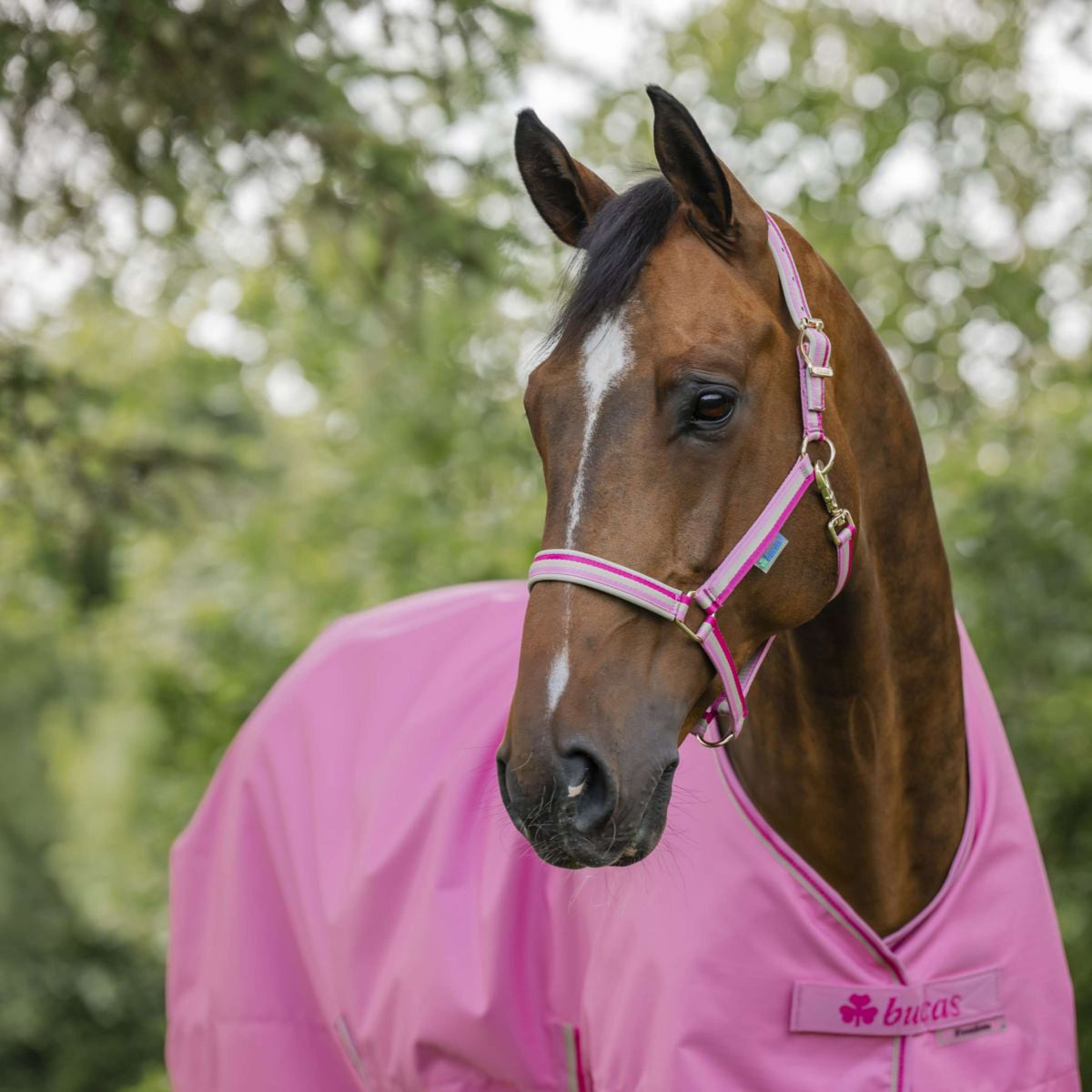 Bucas Halster Dublin Aurora Pink