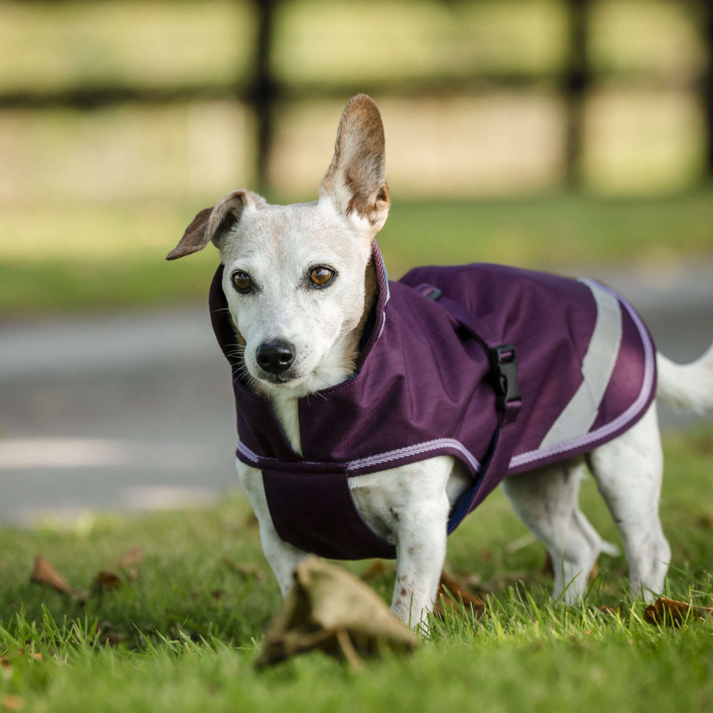 Bucas Freedom Dog Rug Blackberry