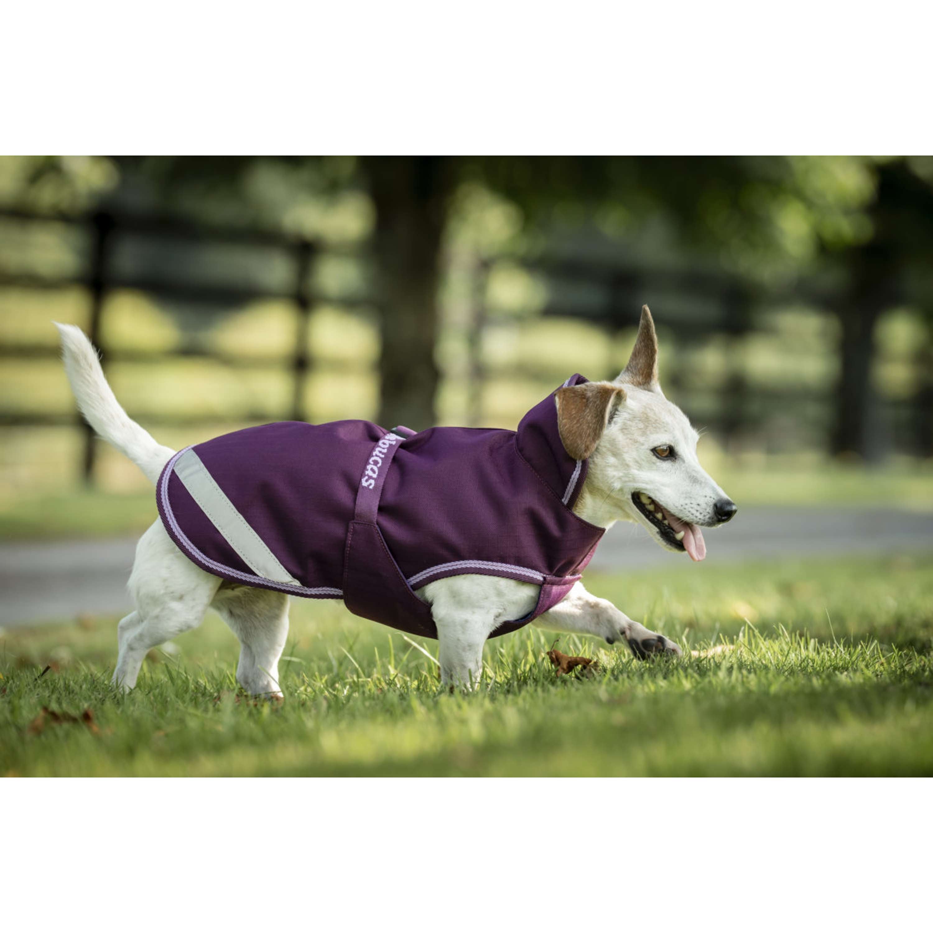 Bucas Freedom Dog Rug Blackberry