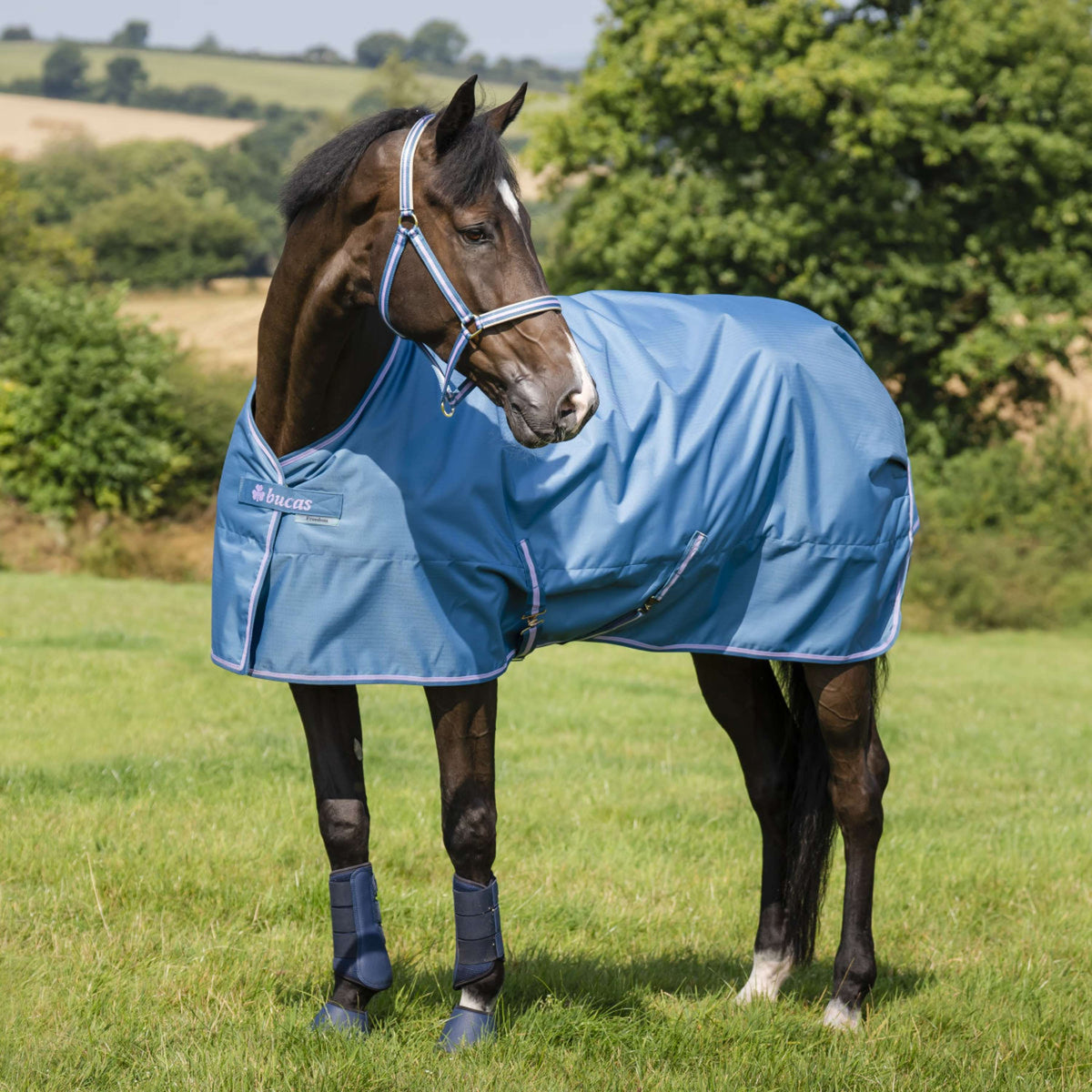 Bucas Freedom Turnout Light 0g Blueberry