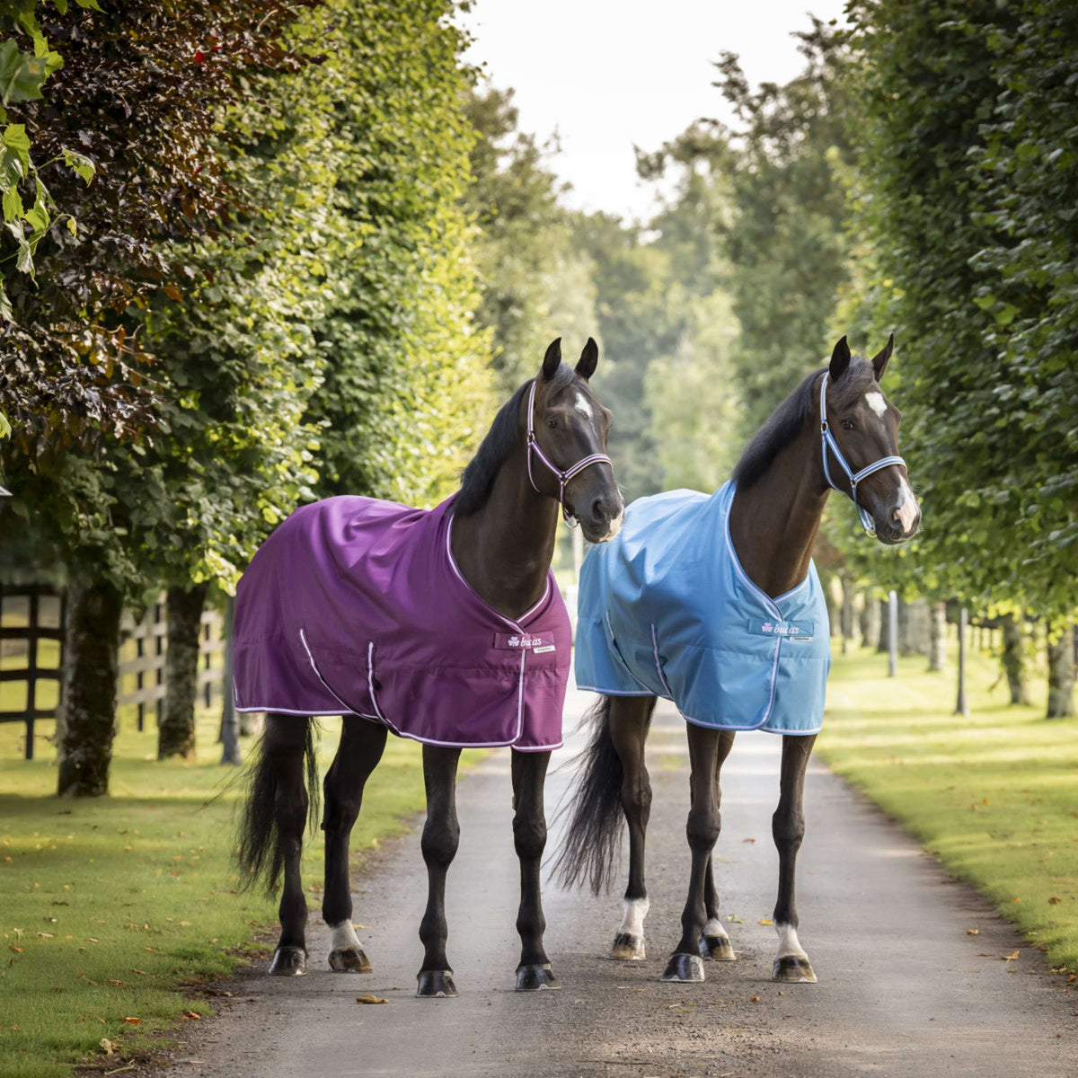 Bucas Freedom Turnout Light 0g Blueberry