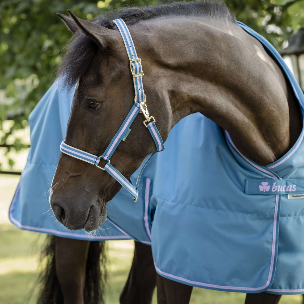 Bucas Freedom Turnout Light 0g Blueberry