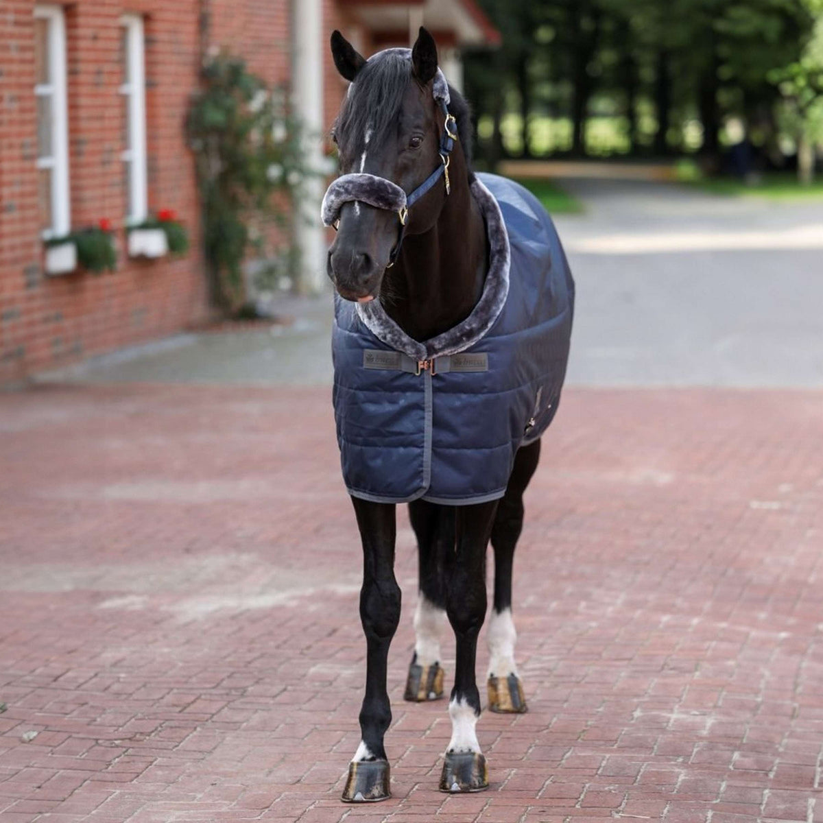 Bucas Staldeken Show-Line Navy/Grijs