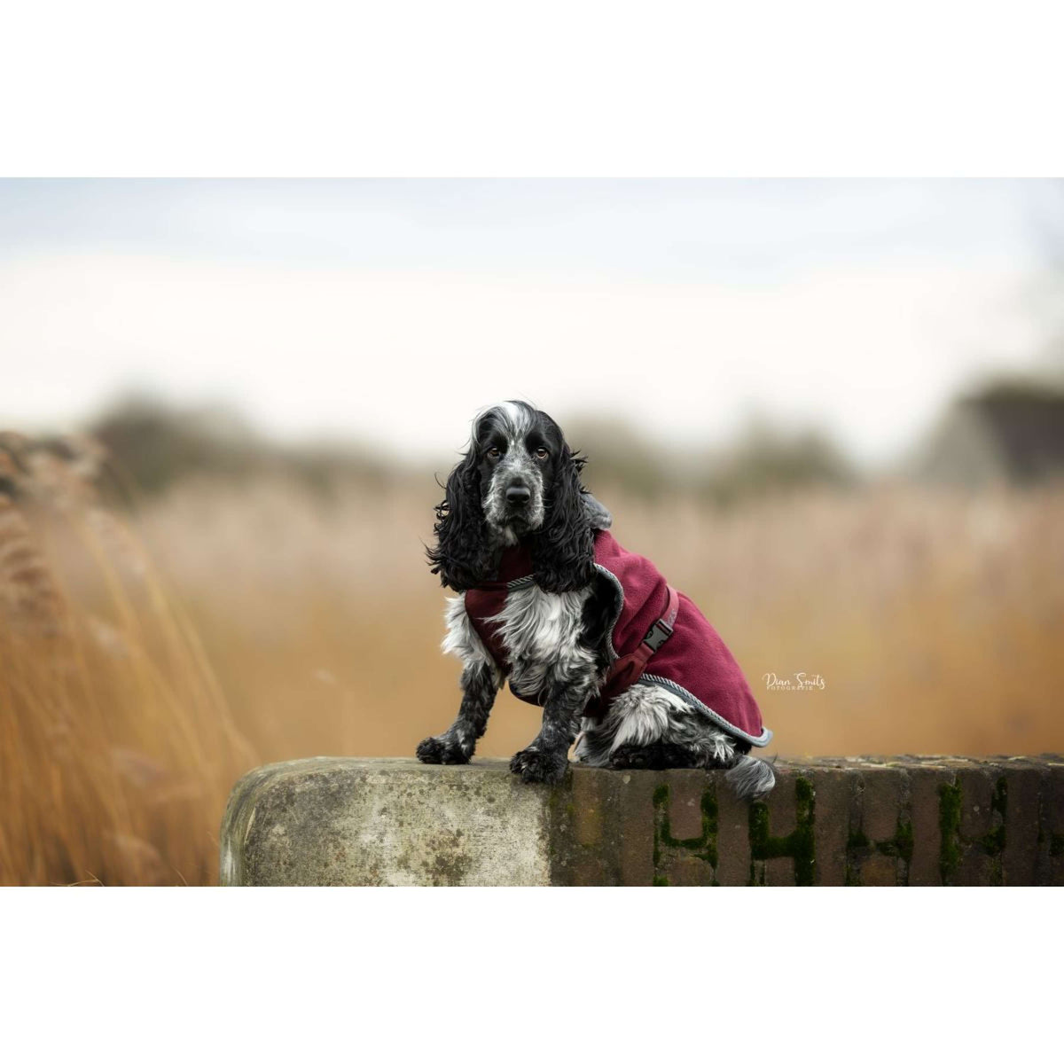 Bucas Hondendeken Show-Line Burgundy/Grijs