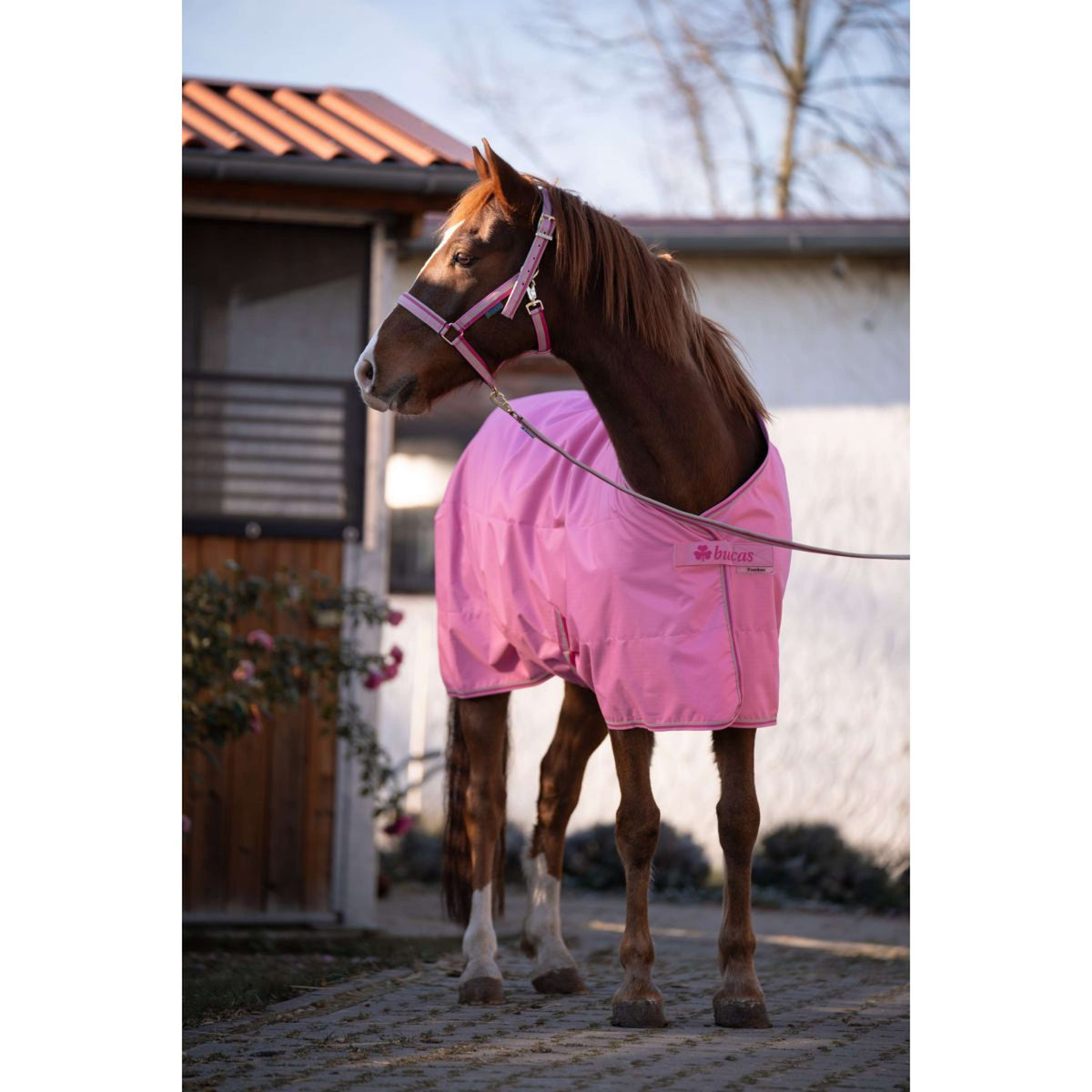 Bucas Lead Rein Dublin Padded Aurora Pink