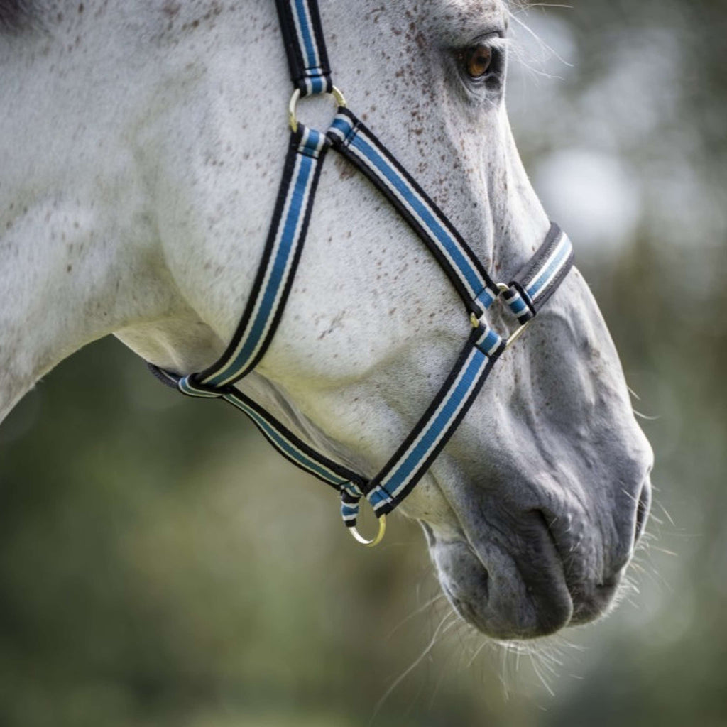 Bucas Anniversary Halster Dublin Sapphire