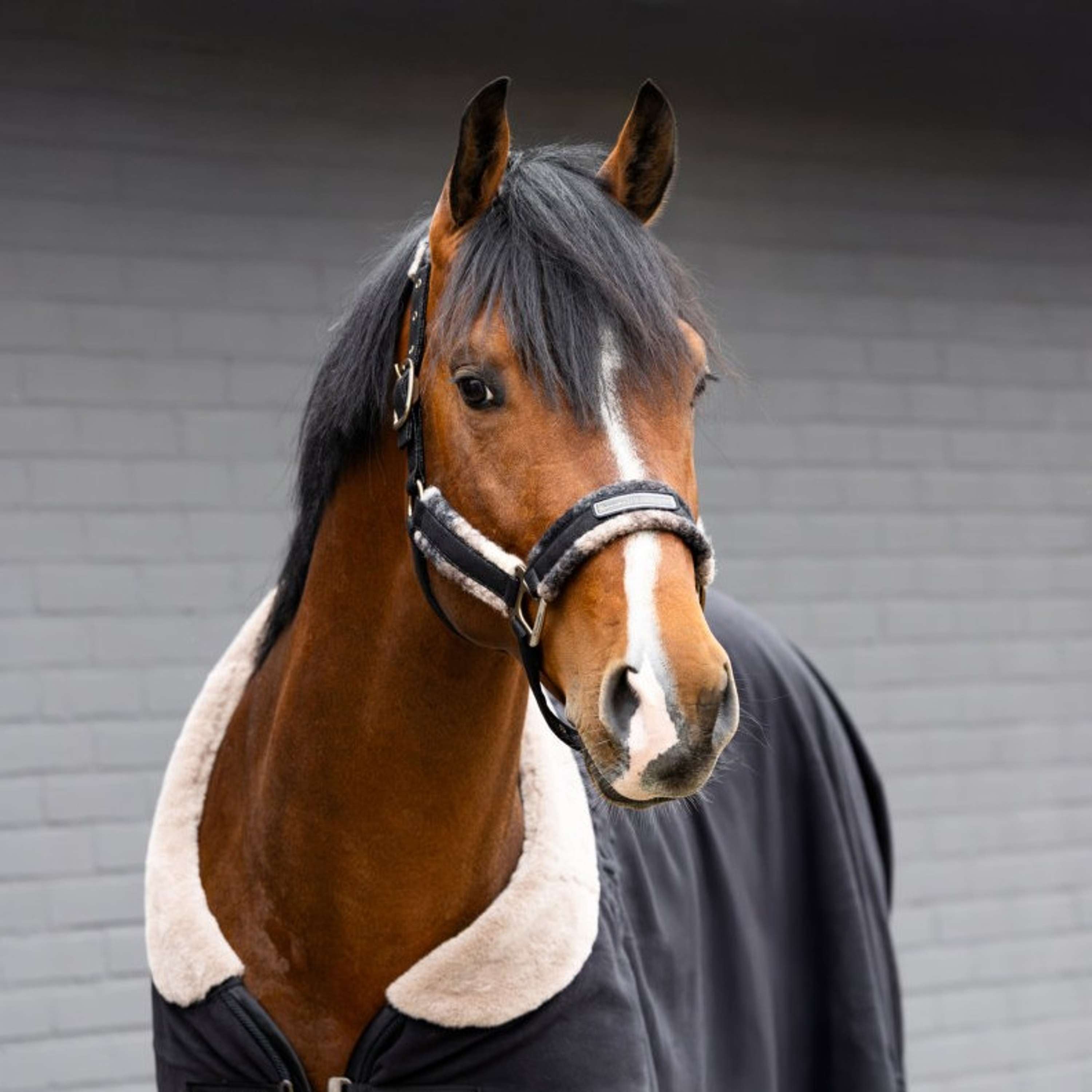 Cavallo Halster Cavallavi Check