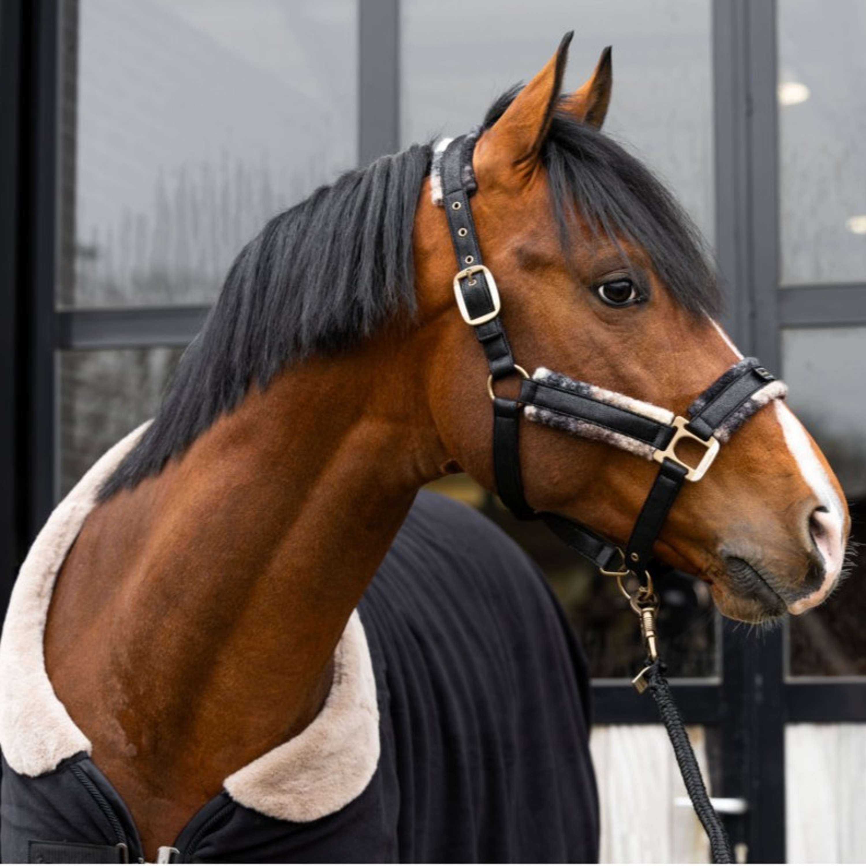 Cavallo Halster Cavallavi Check