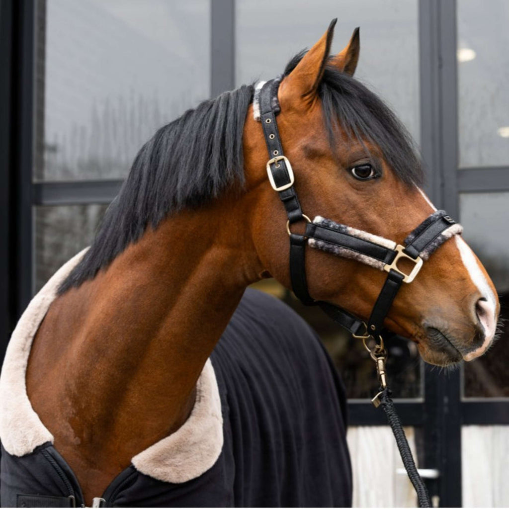 Cavallo Halster Cavallavi Check