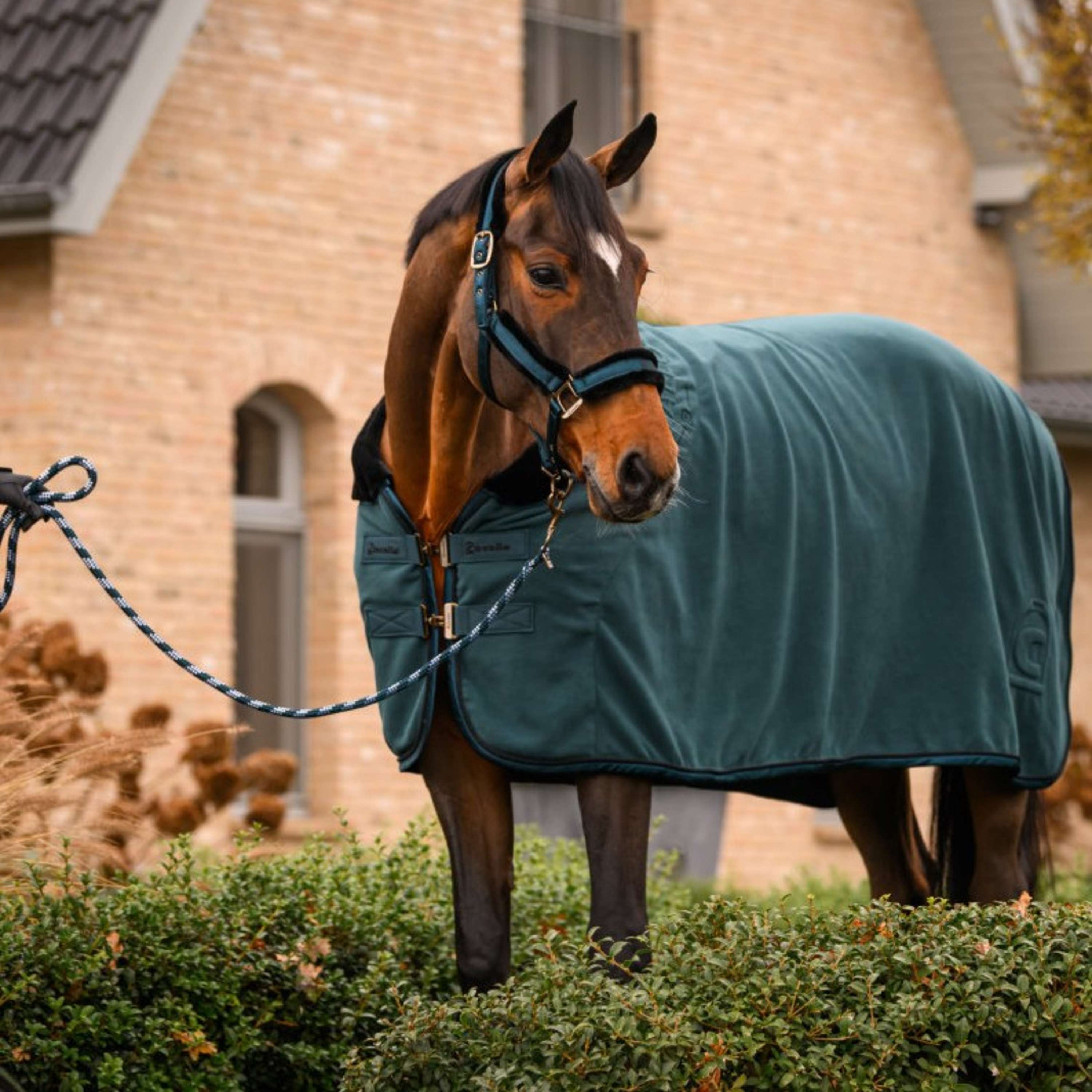 Cavallo Halster CavalJero met Bont Dark Peacock