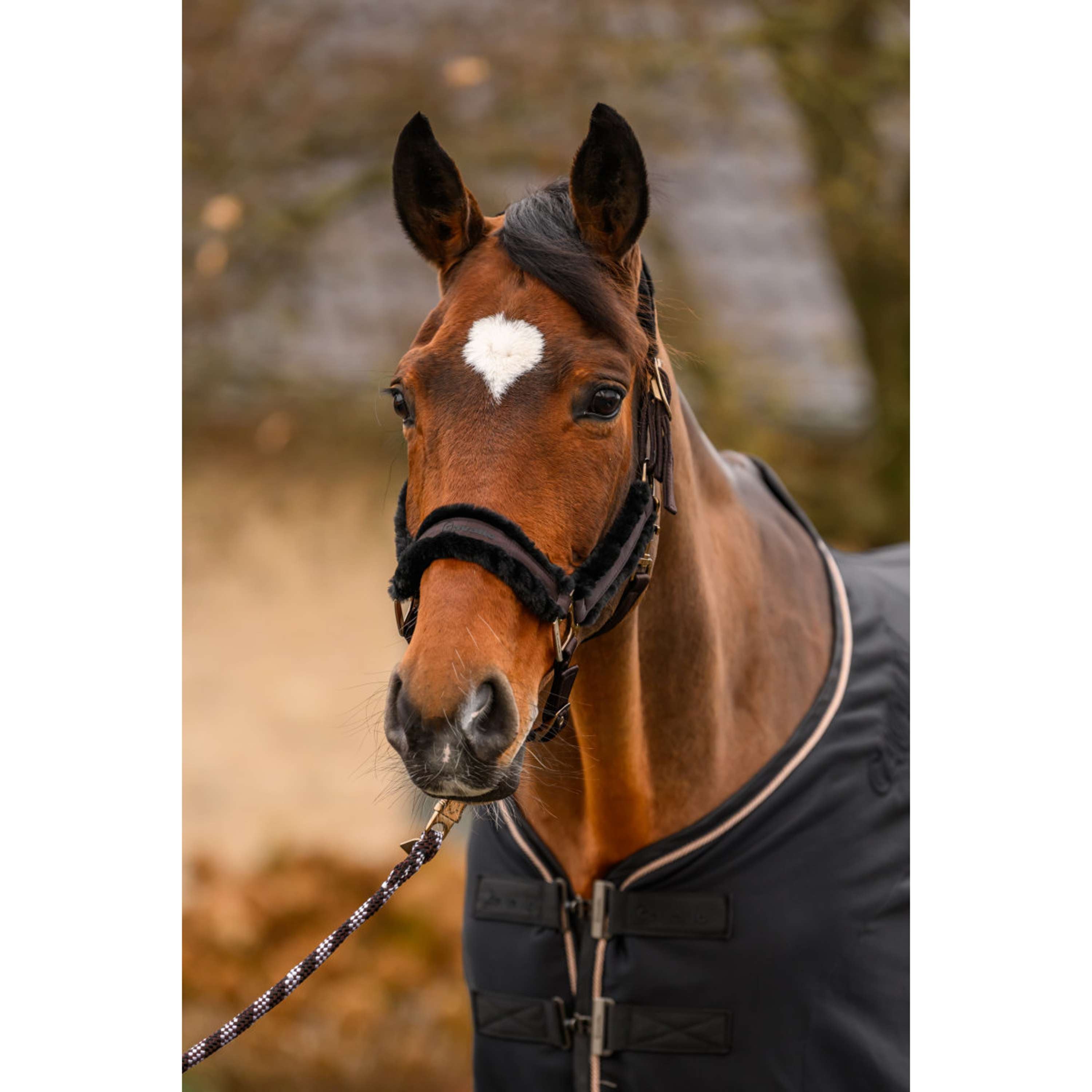 Cavallo Halster CavalJero met Bont Café Noir
