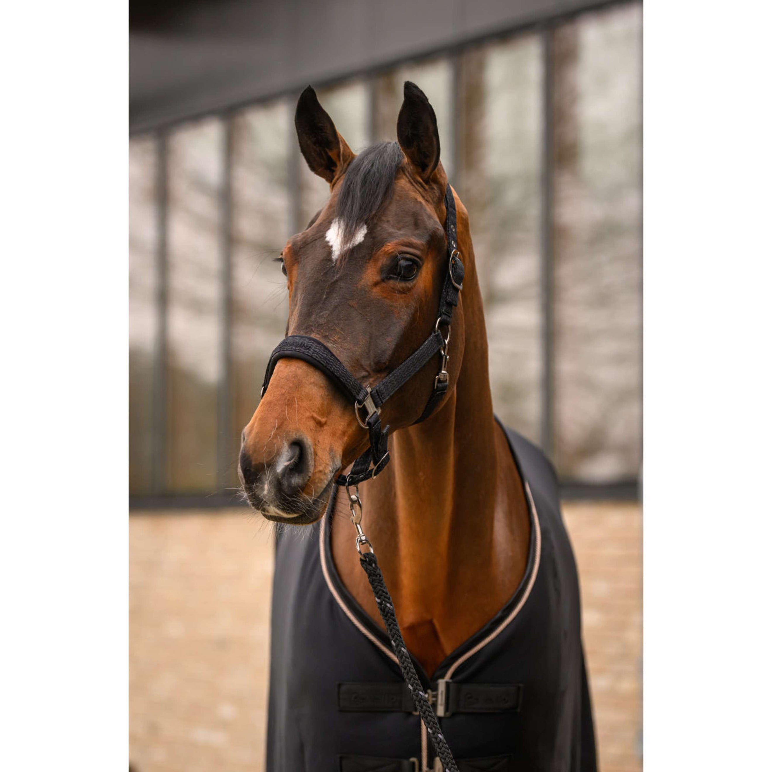 Cavallo Halstertouw CavalRey met Musketonhaak Zwart