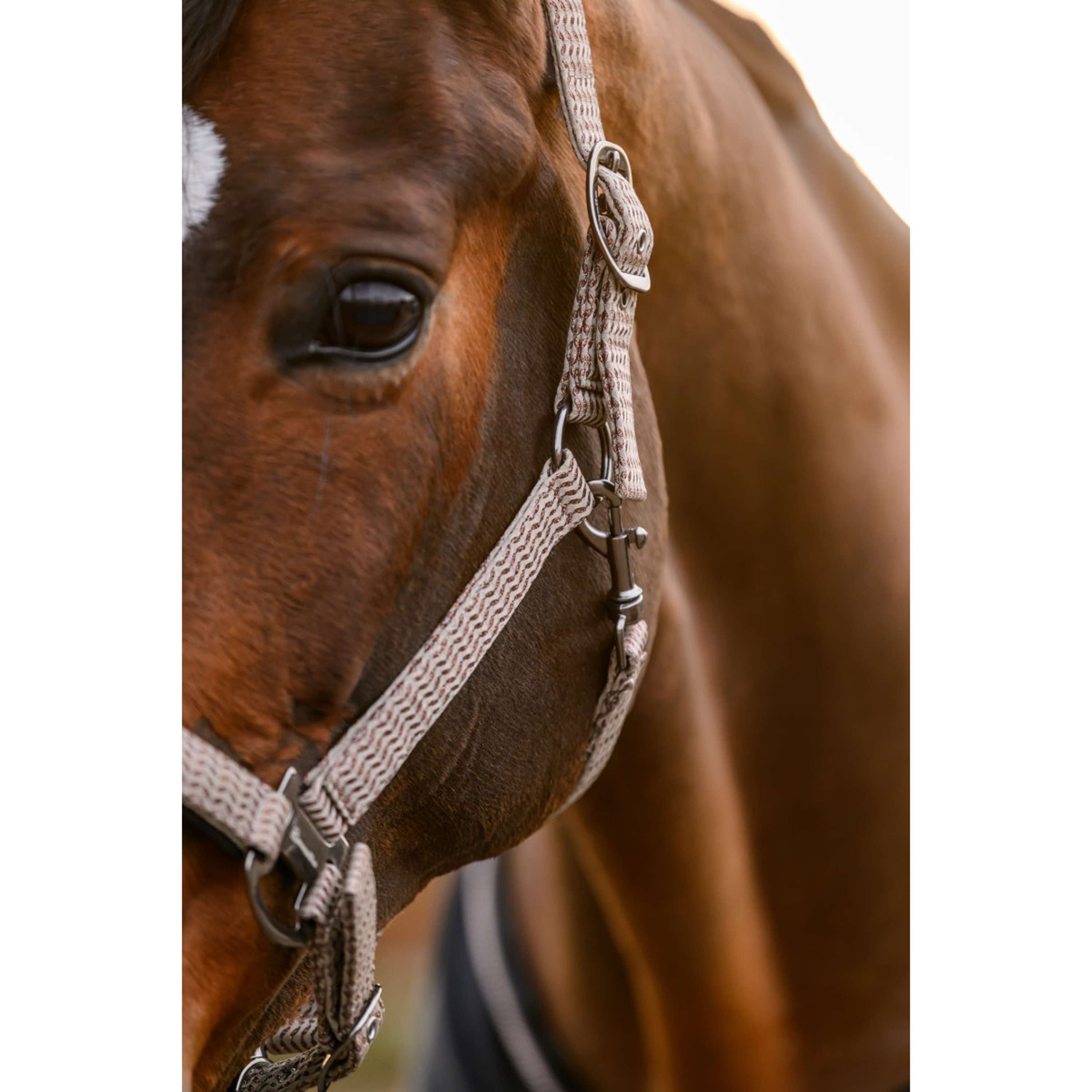Cavallo Halster CavalRose Latte