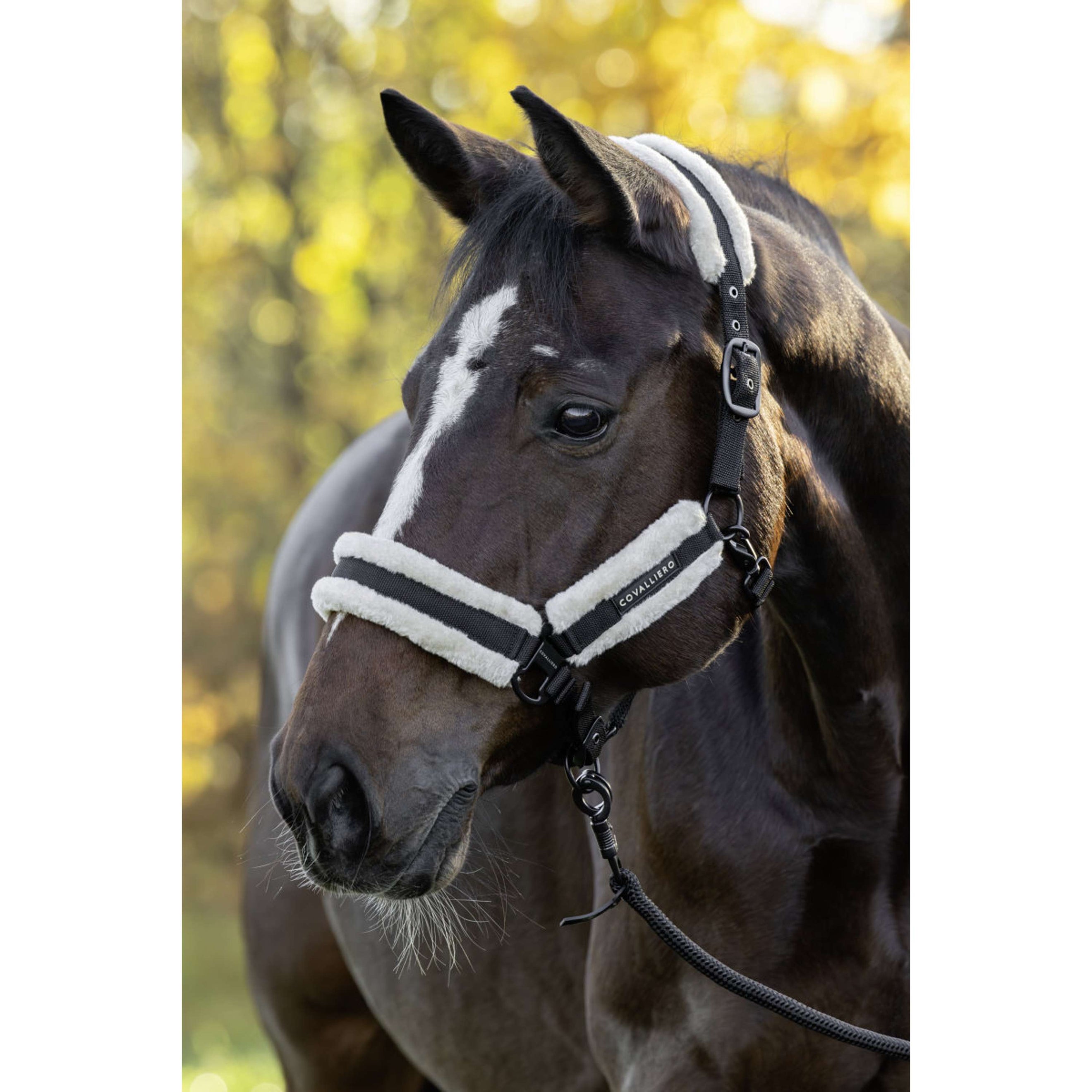 Covalliero Halster Soft AW26 Zwart