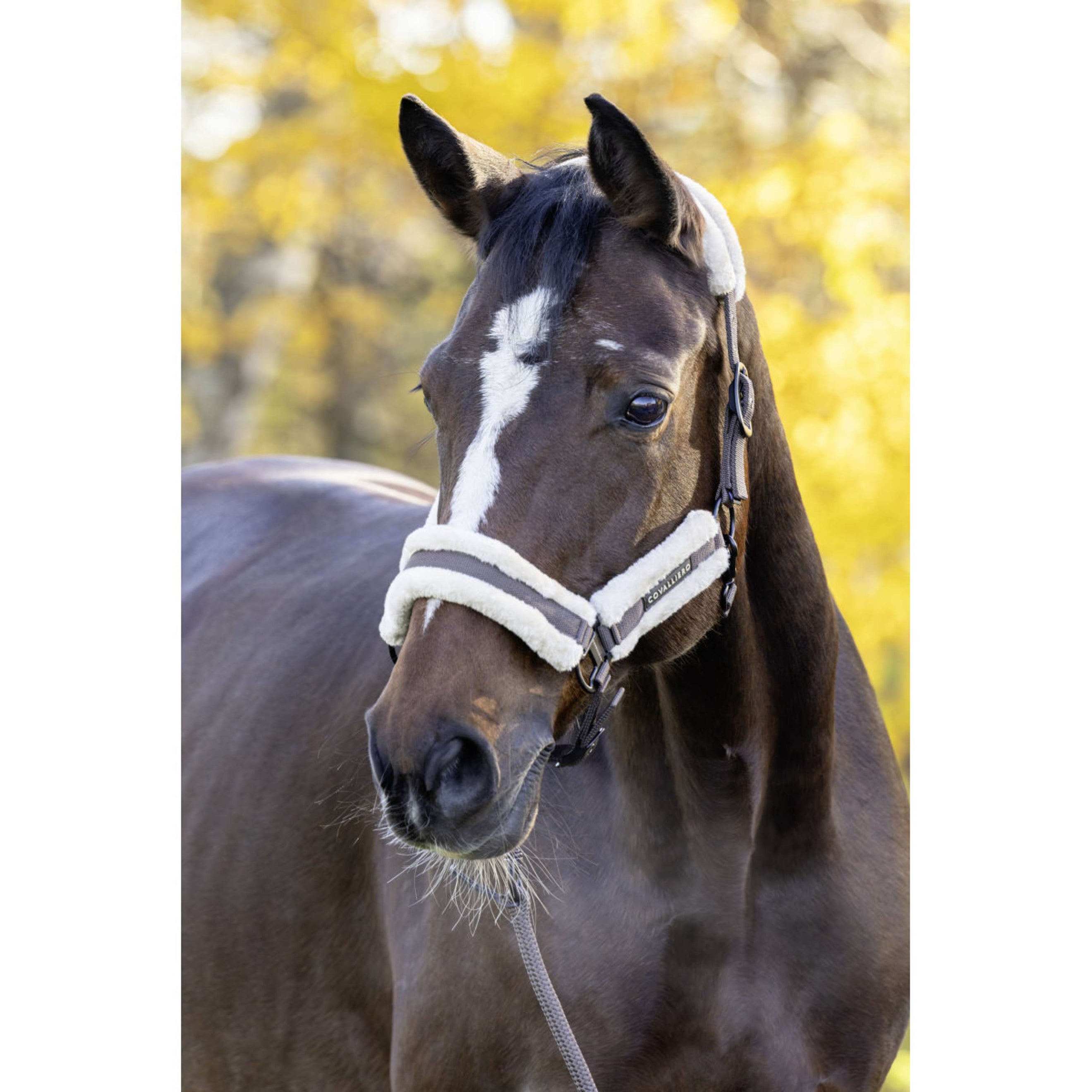 Covalliero Halster Soft AW26 Milky Chocolate