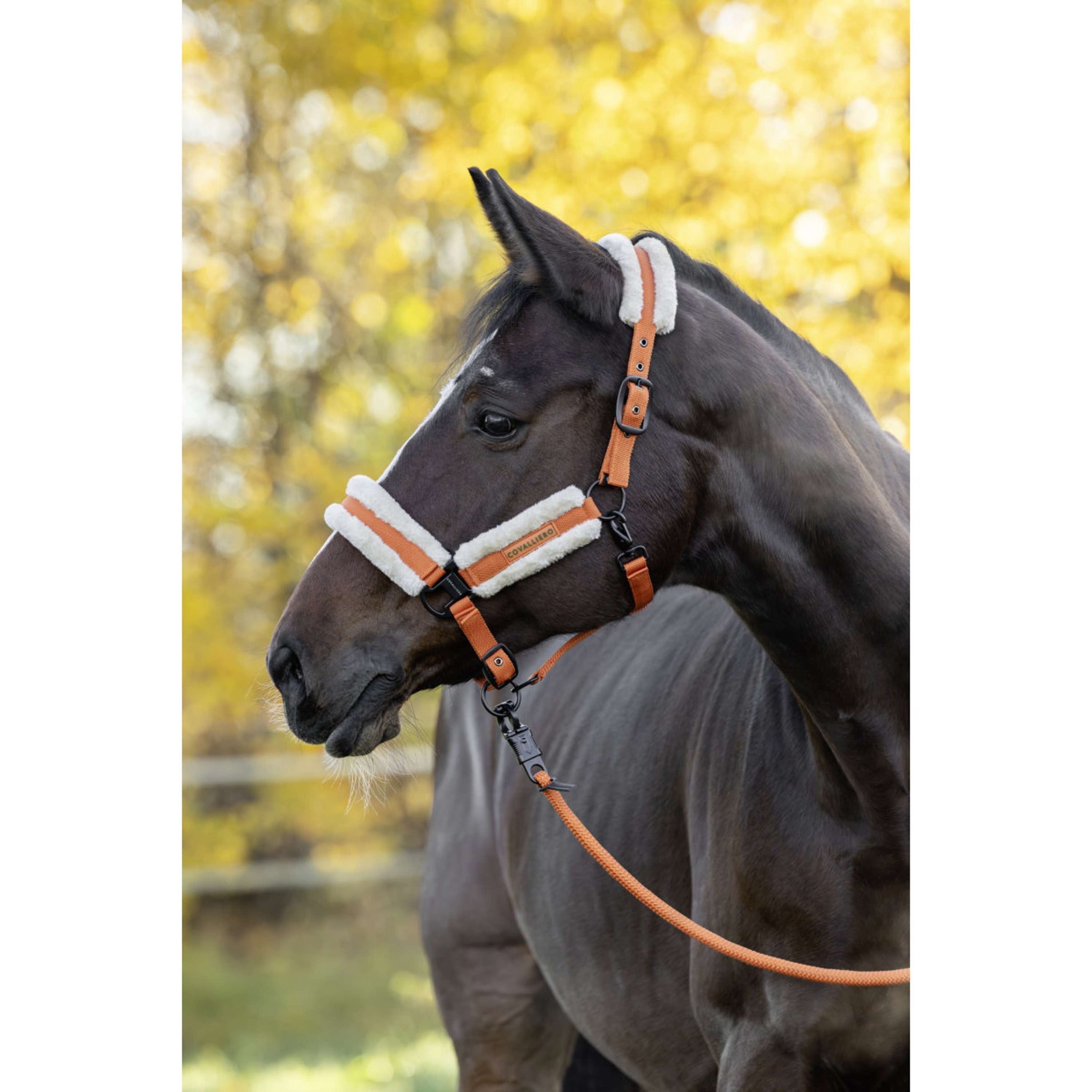 Covalliero Halster Soft AW26 Oranje