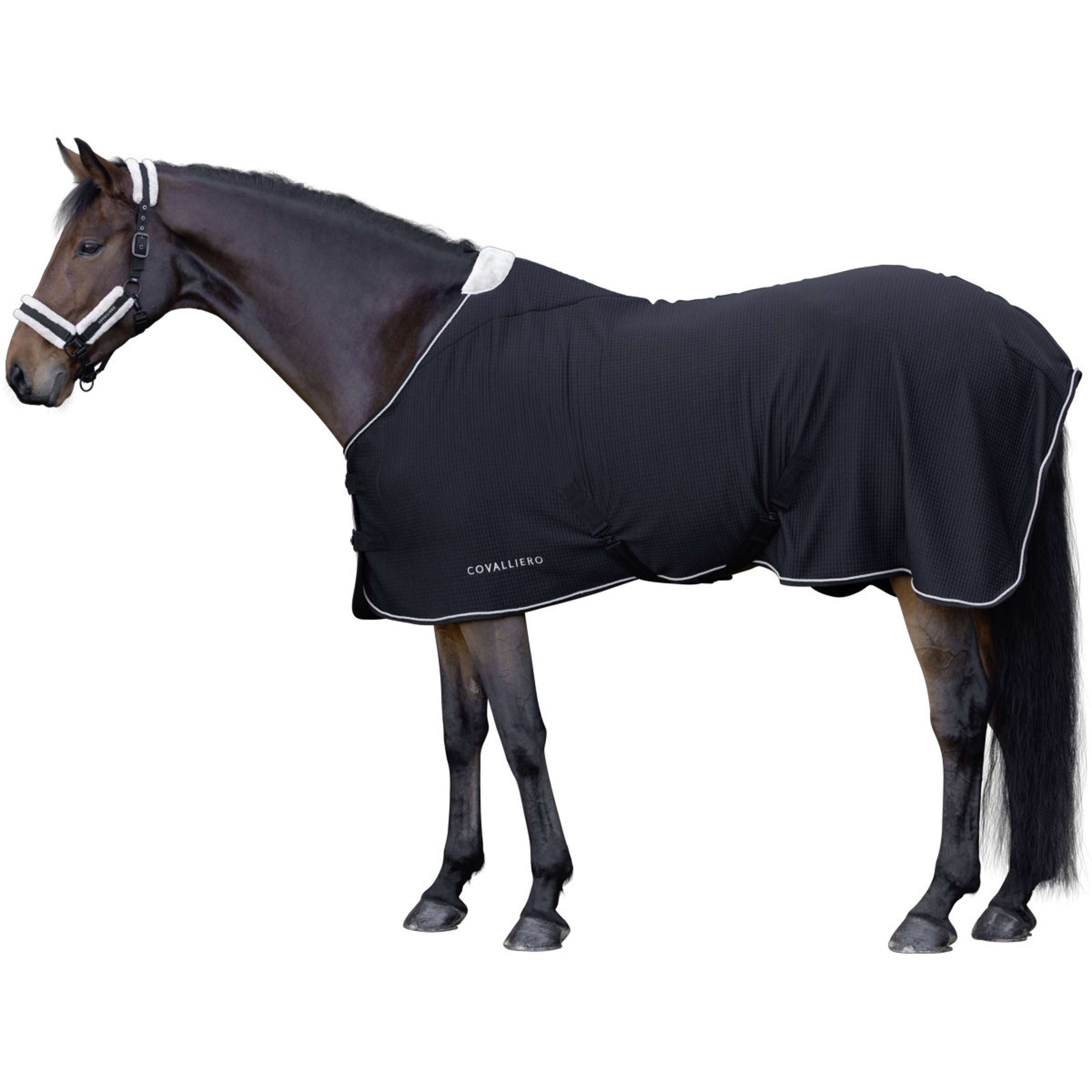 Covalliero Zweetdeken Premium AW26 Zwart