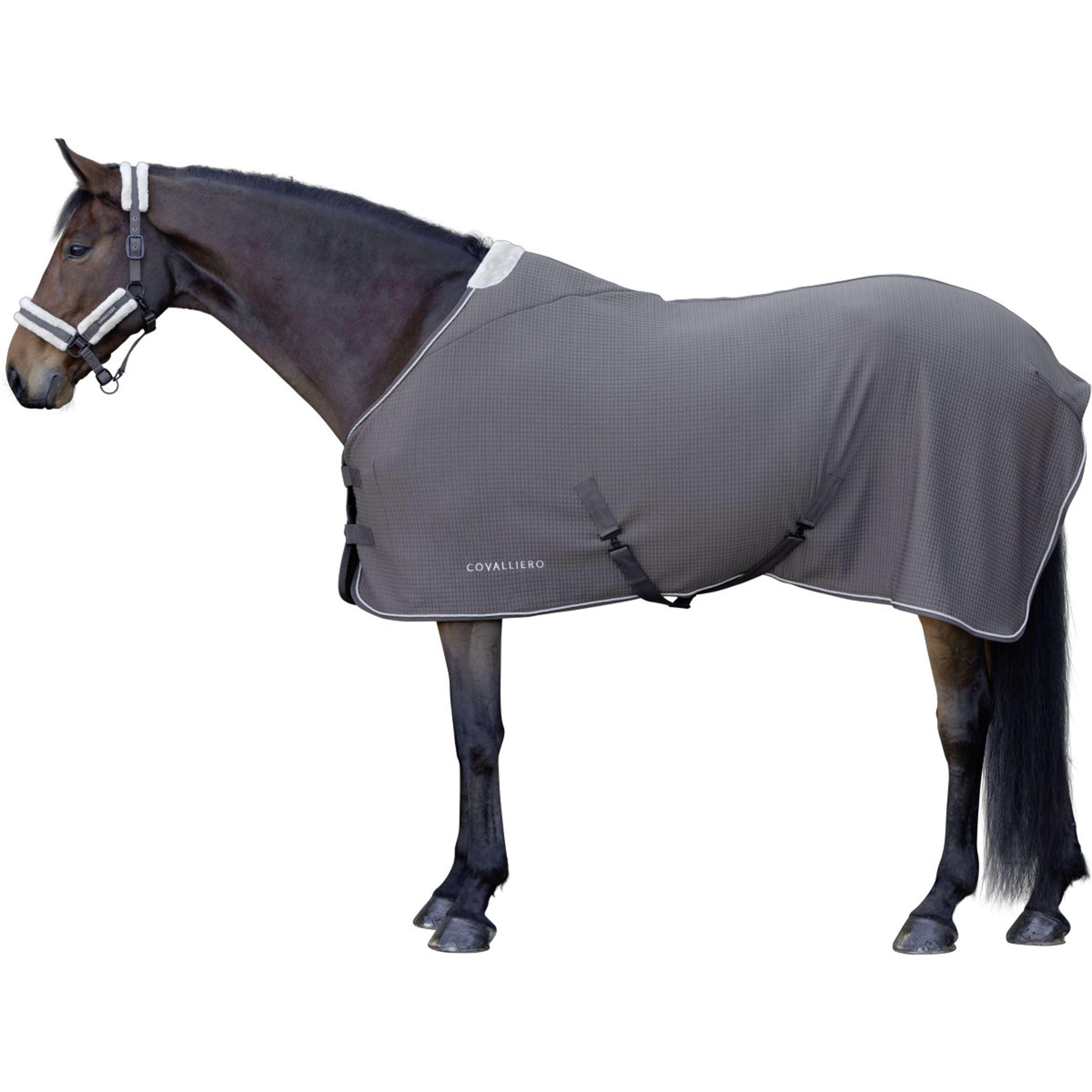 Covalliero Zweetdeken Premium AW26 Milky Chocolate