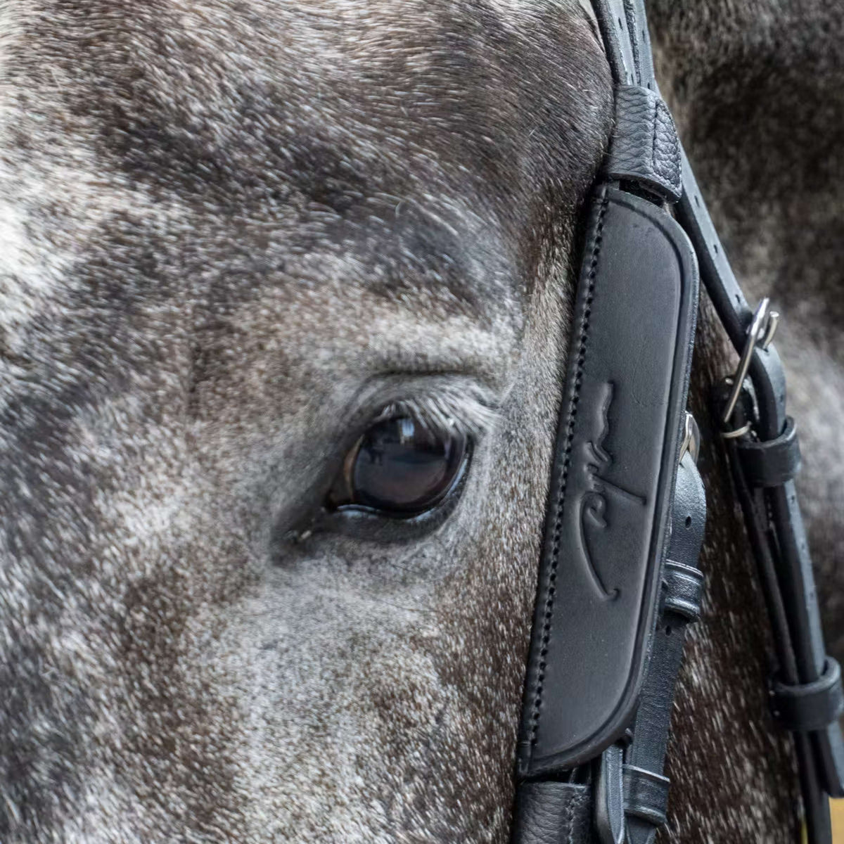 Dyon Blinkers Zwart