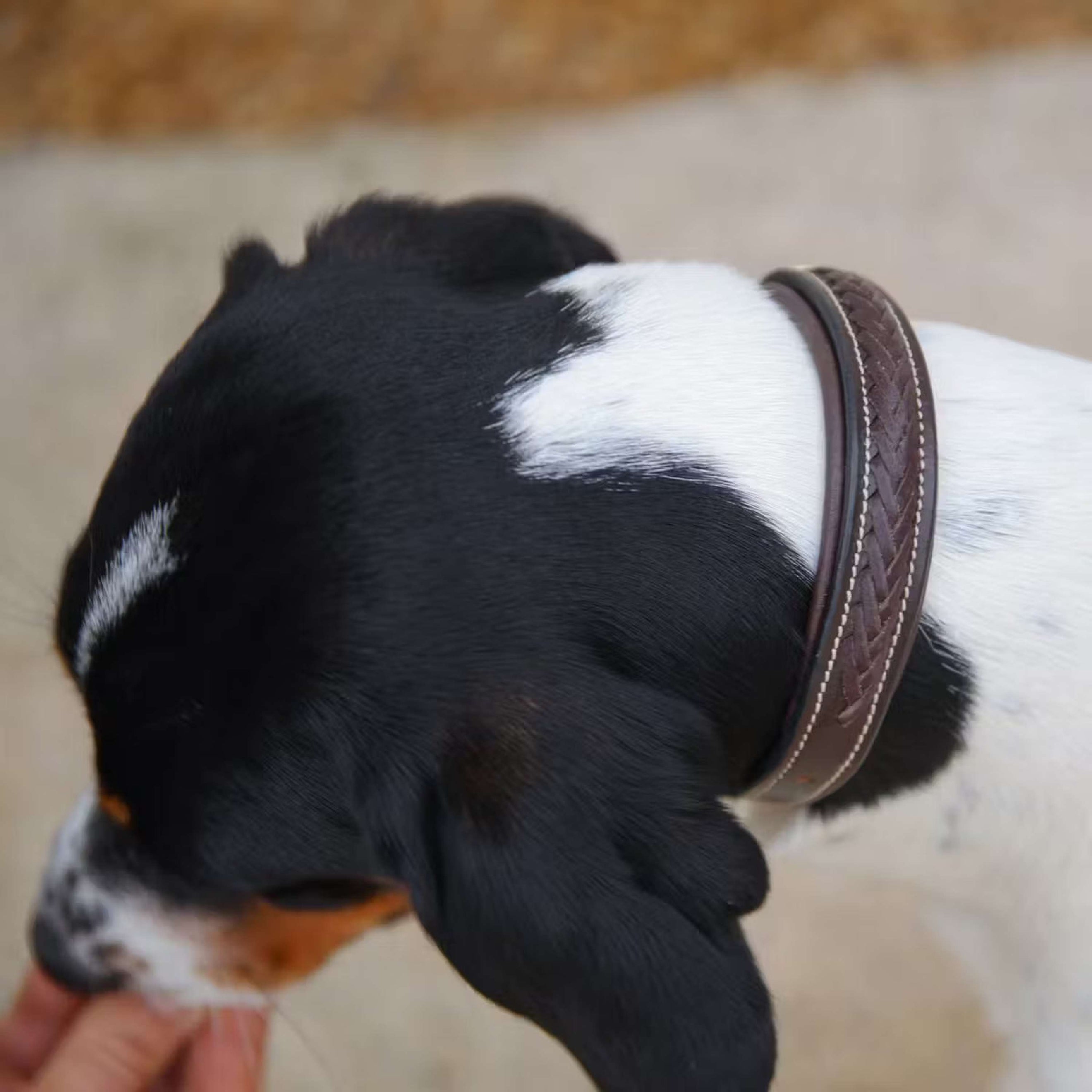 Dyon Halsband Gevlochten Bruin