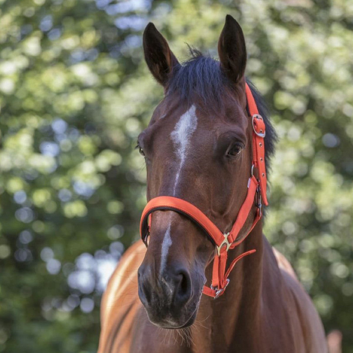 Norton Halster Fluo Onderlegd Oranje