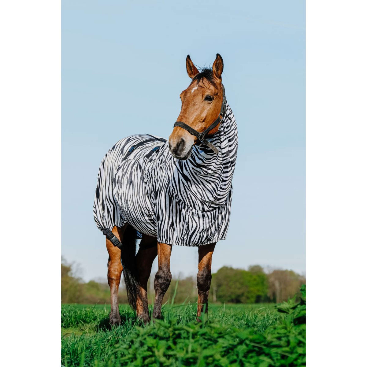 Riding World Eczeemdeken Zebra