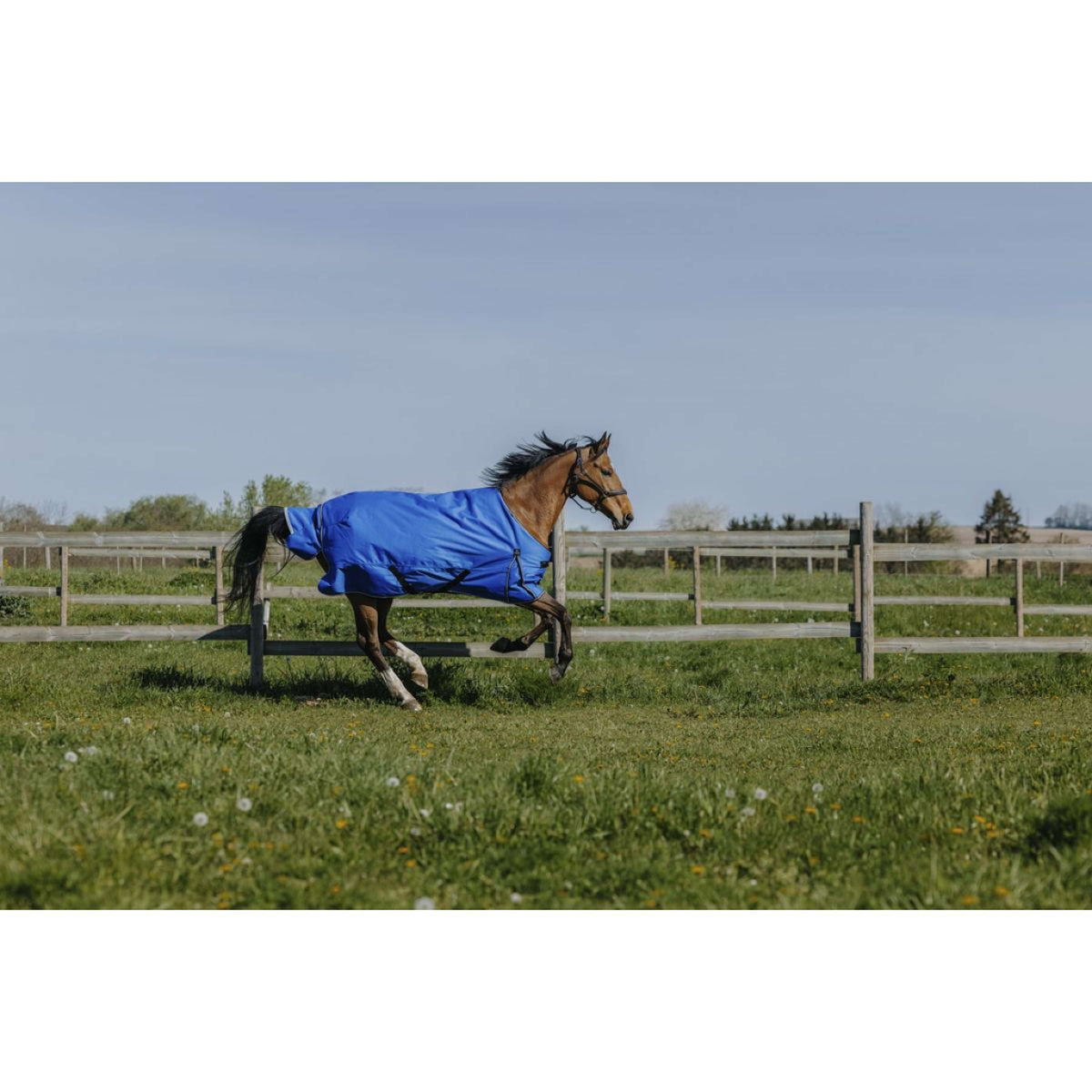 EQUITHÈME Outdoordeken 1200D 50g Aisance Standard Royal Blue