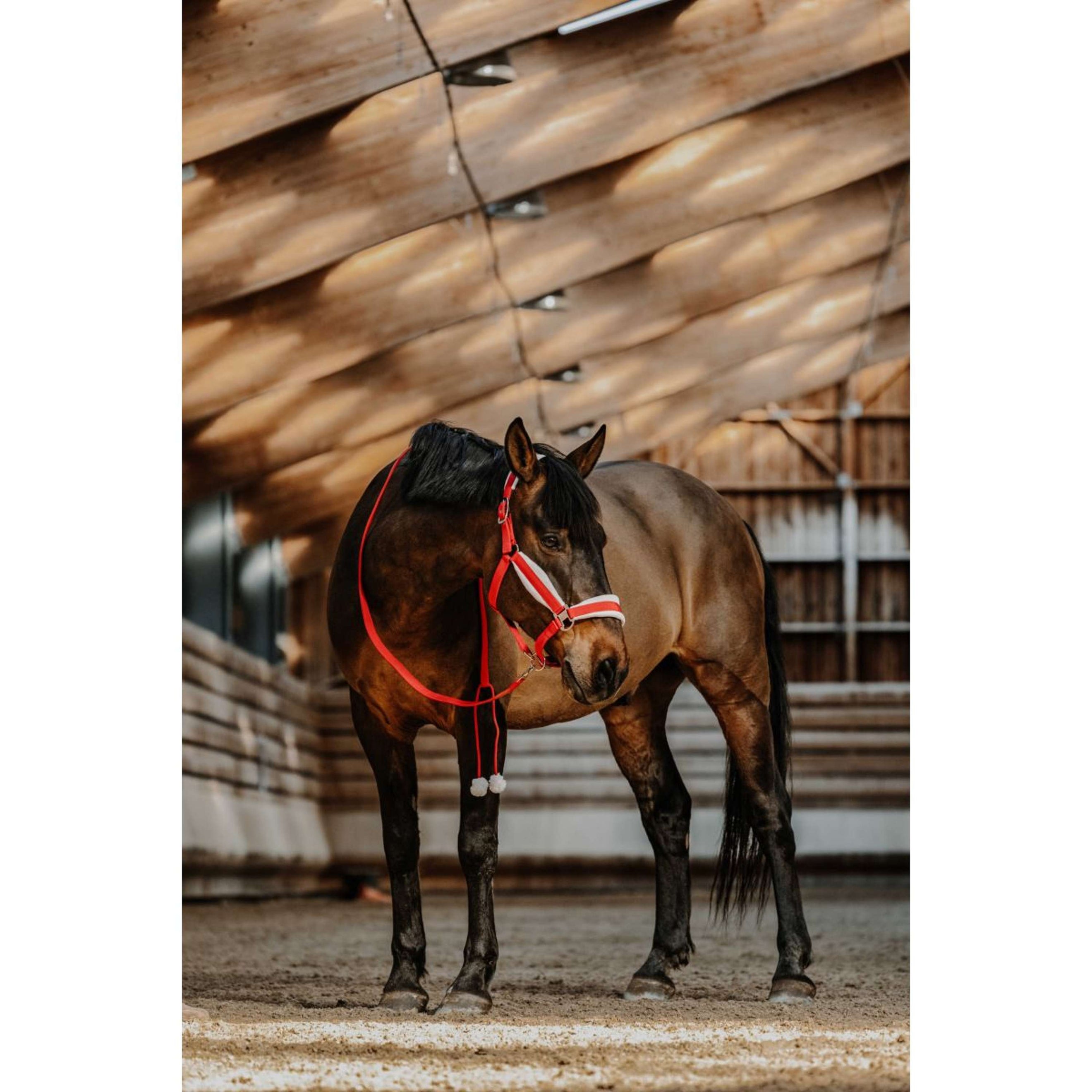EQUITHÈME Halster Set Kerst Rood EQUITHÈME Halster Set Kerst Rood