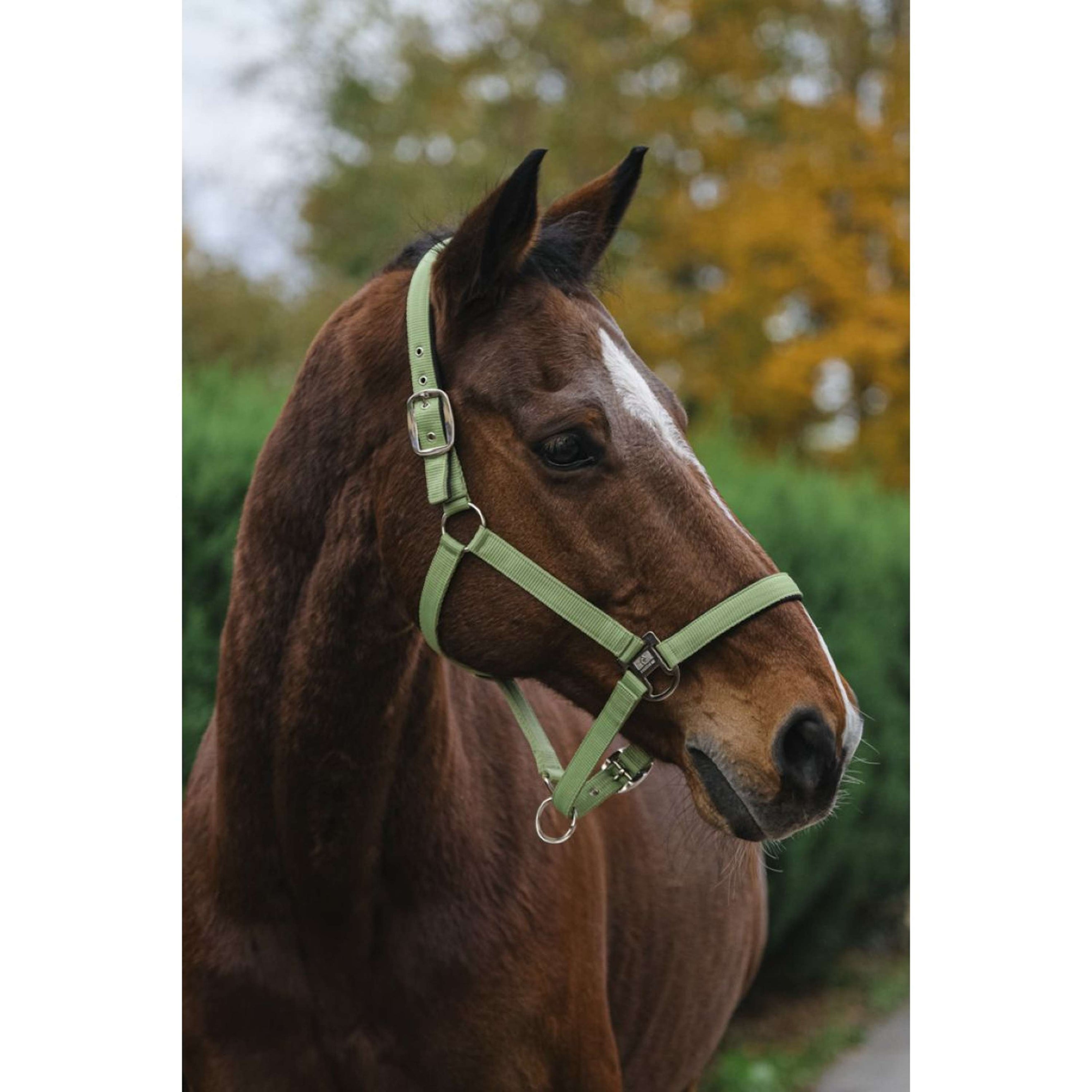 EQUITHÈME Halster Spring Nylon Lichtgroen EQUITHÈME Halster Spring Nylon Lichtgroen