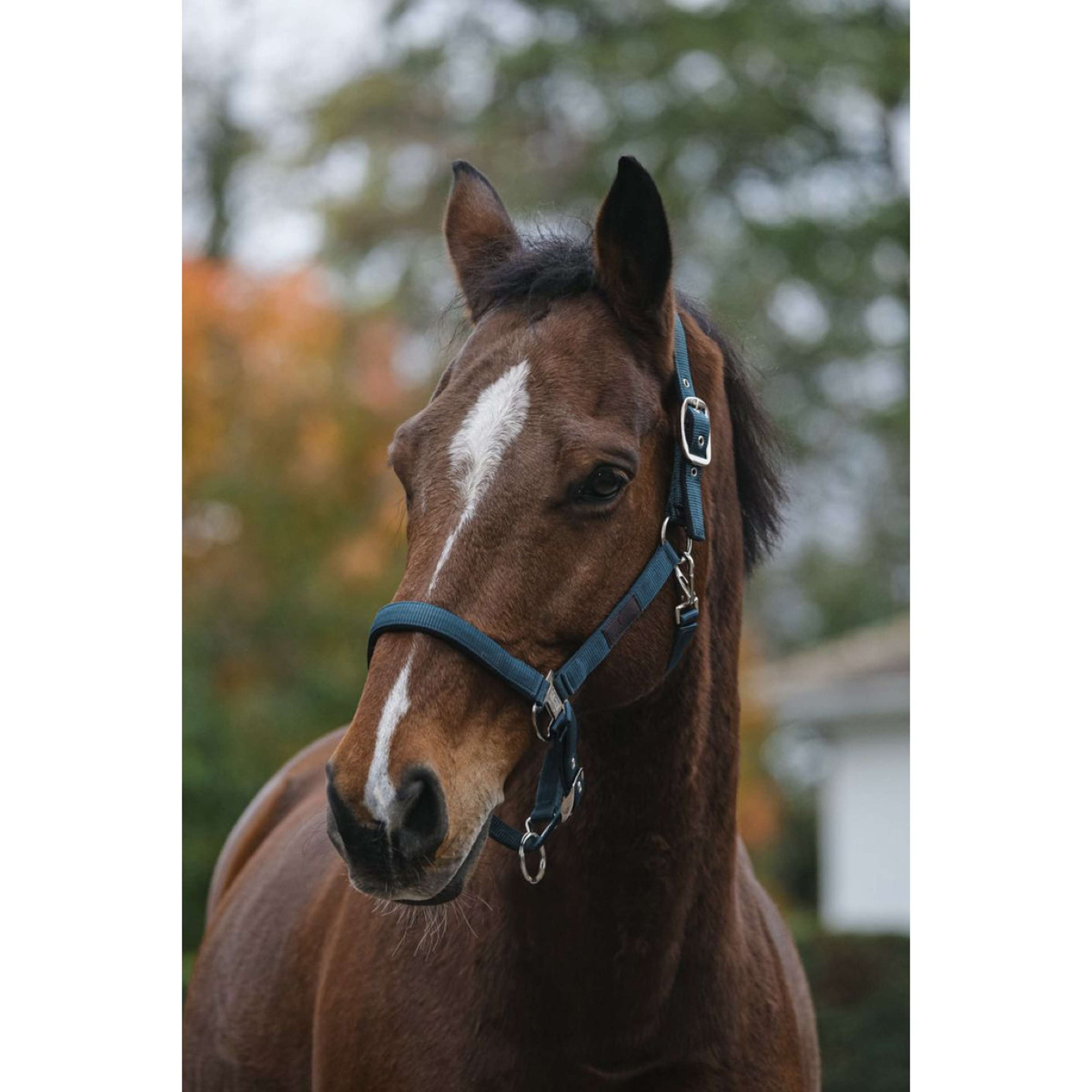 EQUITHÈME Halster Spring Nylon Donkergroen EQUITHÈME Halster Spring Nylon Donkergroen
