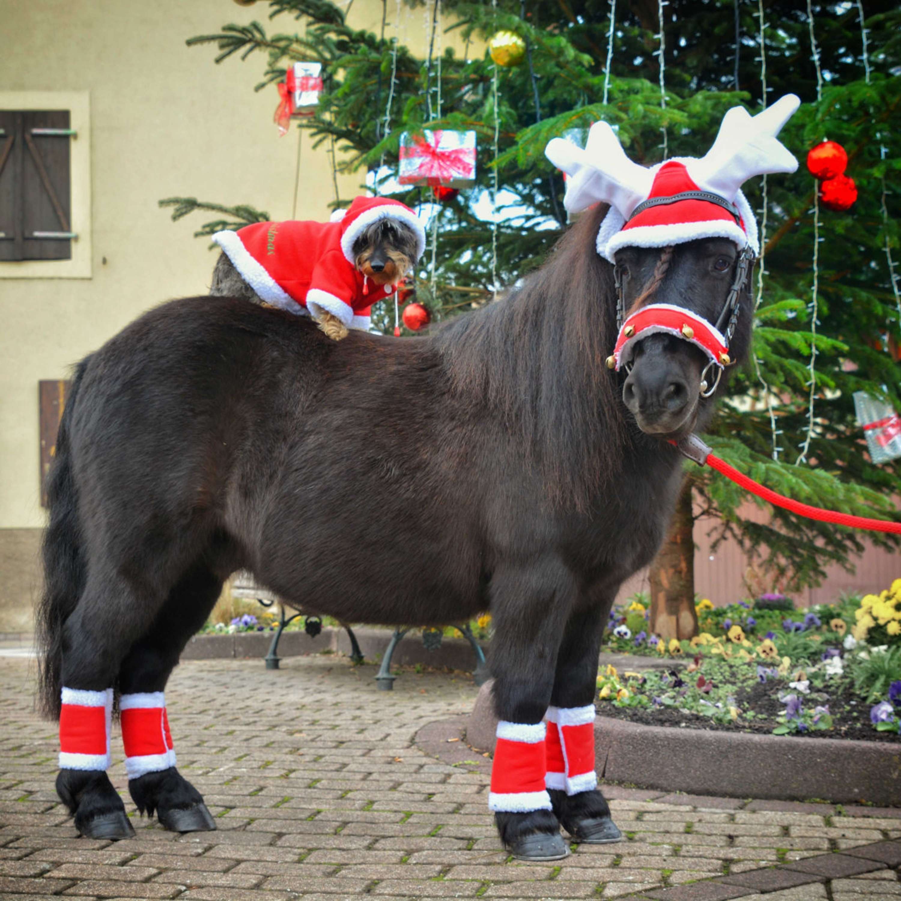 EQUITHÈME Rendiergewei Kerstmuts Rood