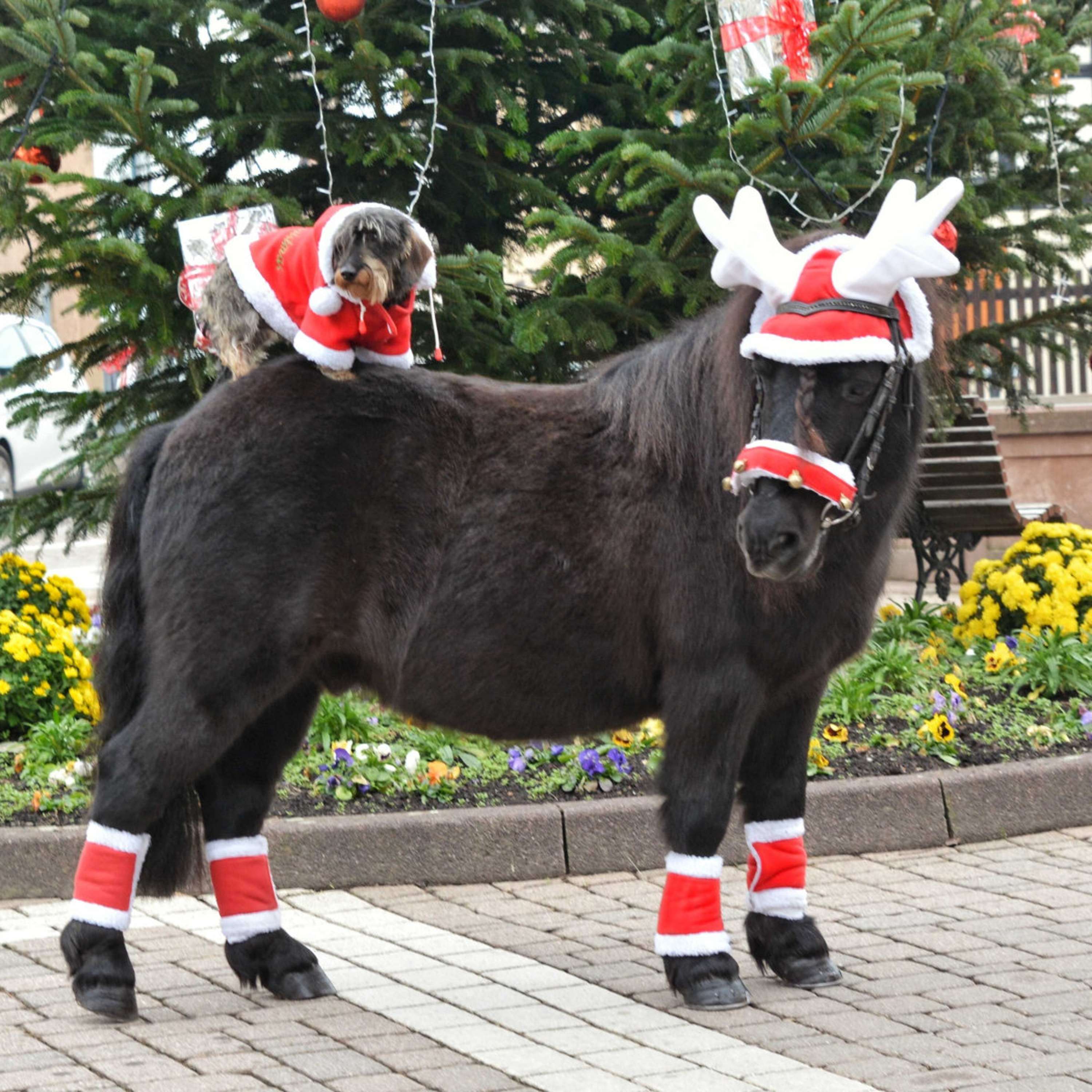 EQUITHÈME Rendiergewei Kerstmuts Rood