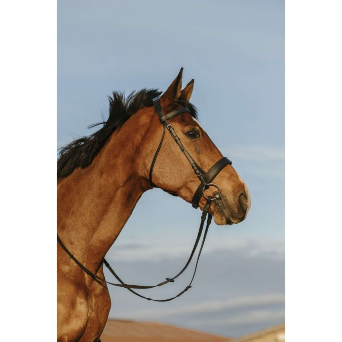 Riding World Hoofdstel Wide Noseband Zwart