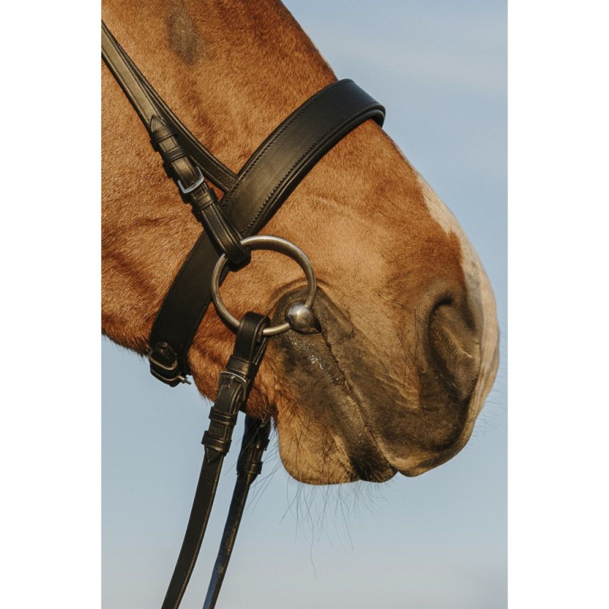 Riding World Hoofdstel Wide Noseband Zwart