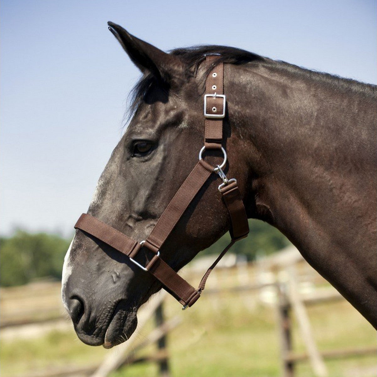 Norton Halster voor Trekpaard Bruin