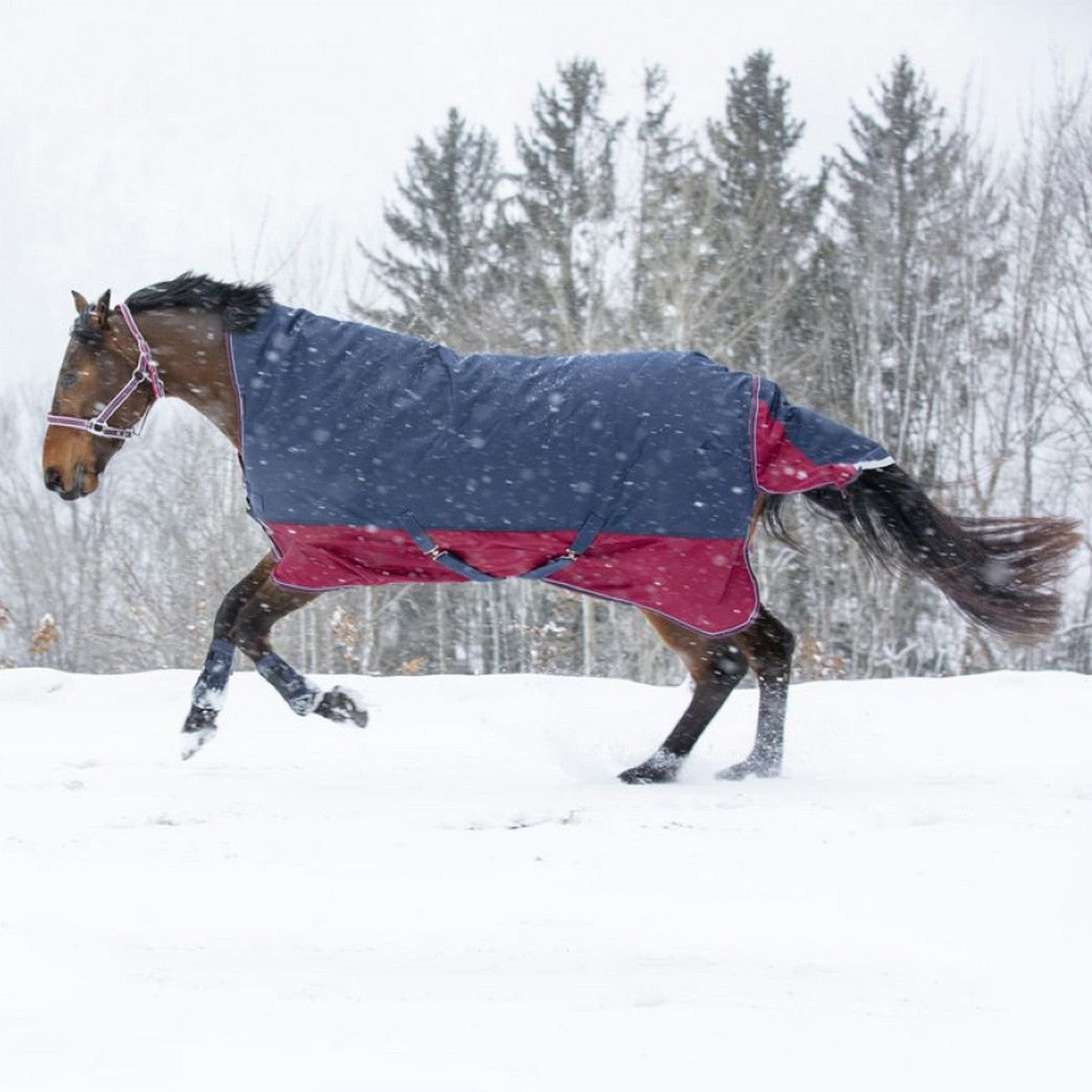 EQUITHÈME Outdoordeken Tyrex 1200D 150g met Halve Hals Navy/Bordeaux