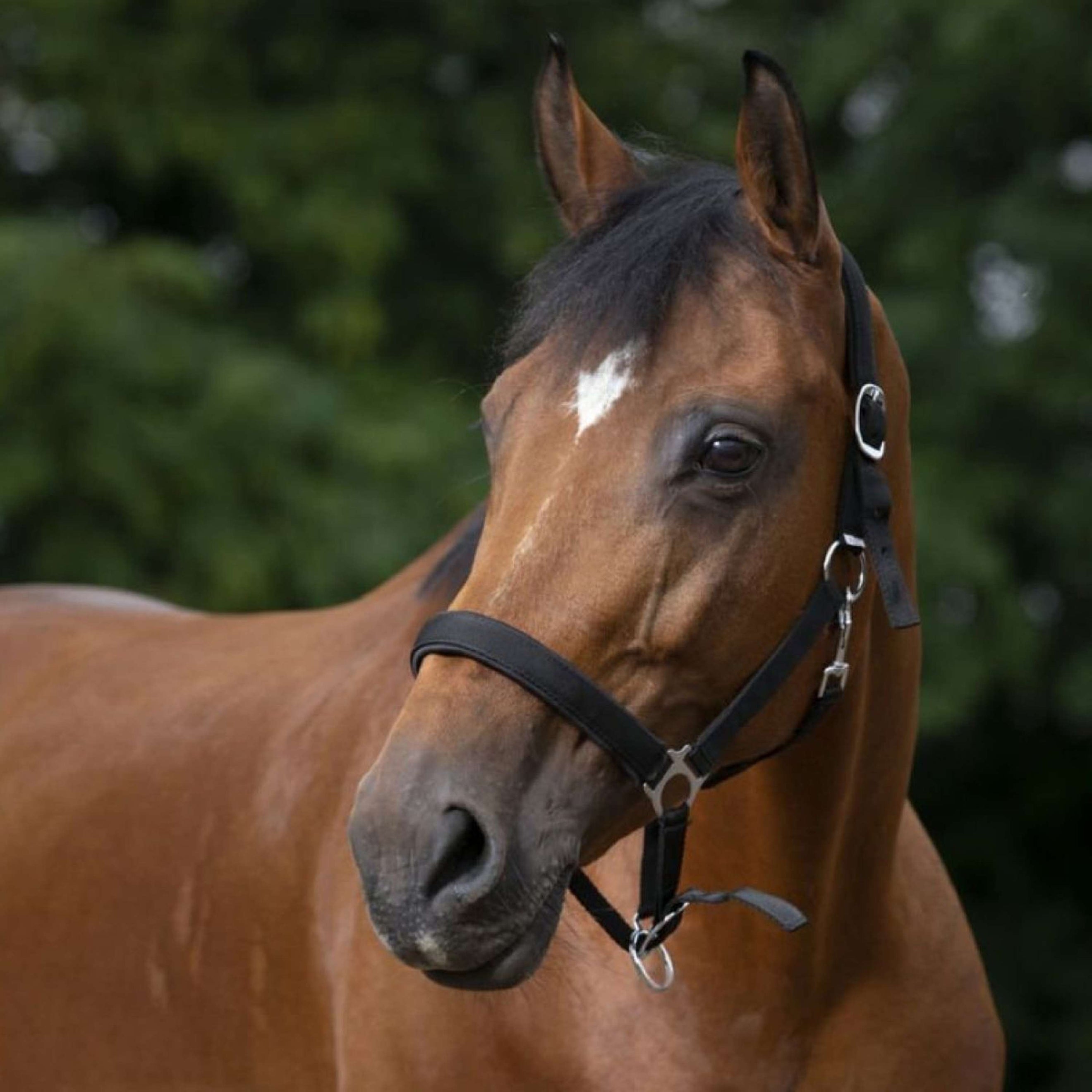 Norton Halster Gevoerd met Neopreen Zwart Norton Halster Gevoerd met Neopreen Zwart