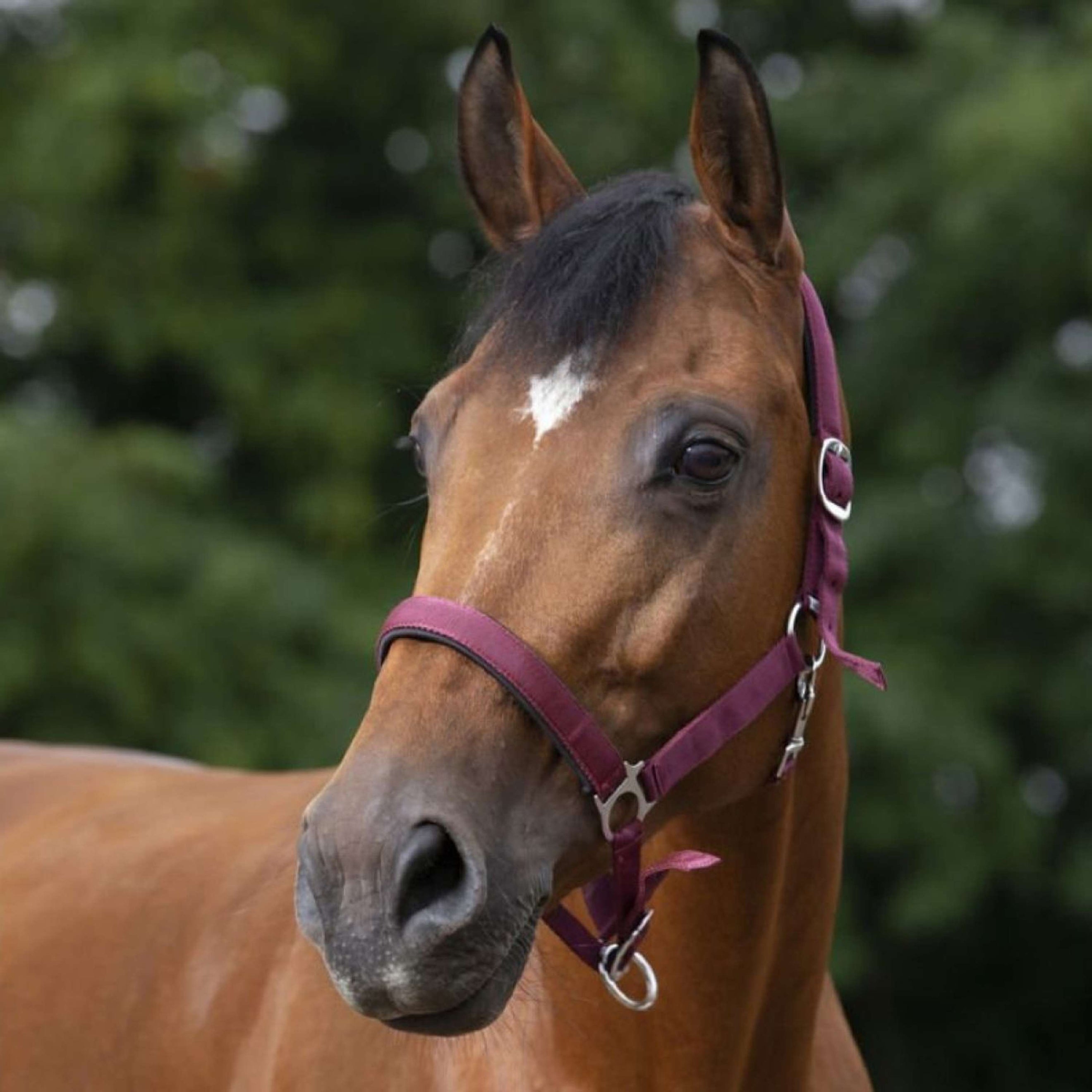 Norton Halster Gevoerd met Neopreen Bordeaux Norton Halster Gevoerd met Neopreen Bordeaux