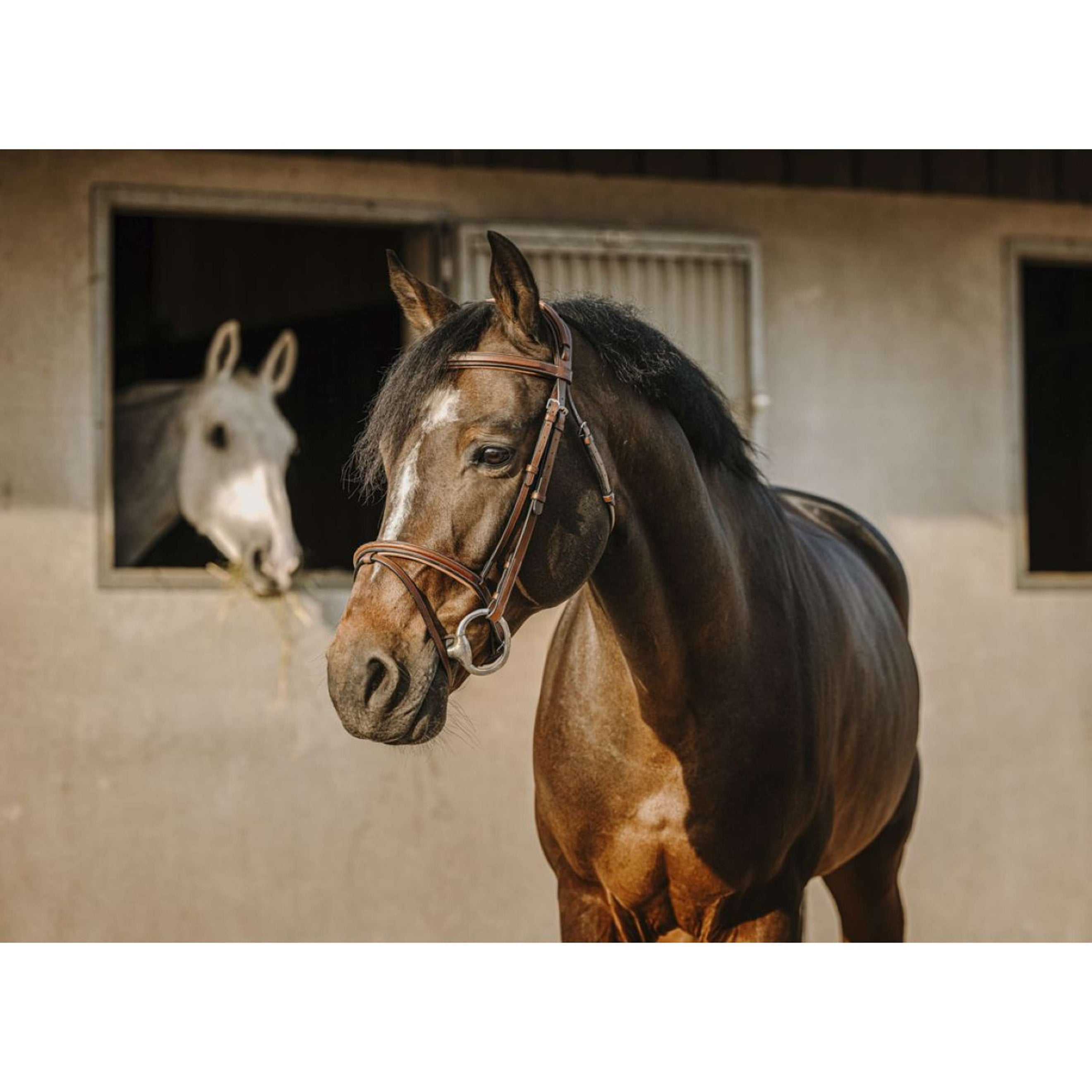 Eric Thomas Hoofdstel Crown Havana Eric Thomas Hoofdstel Crown Havana