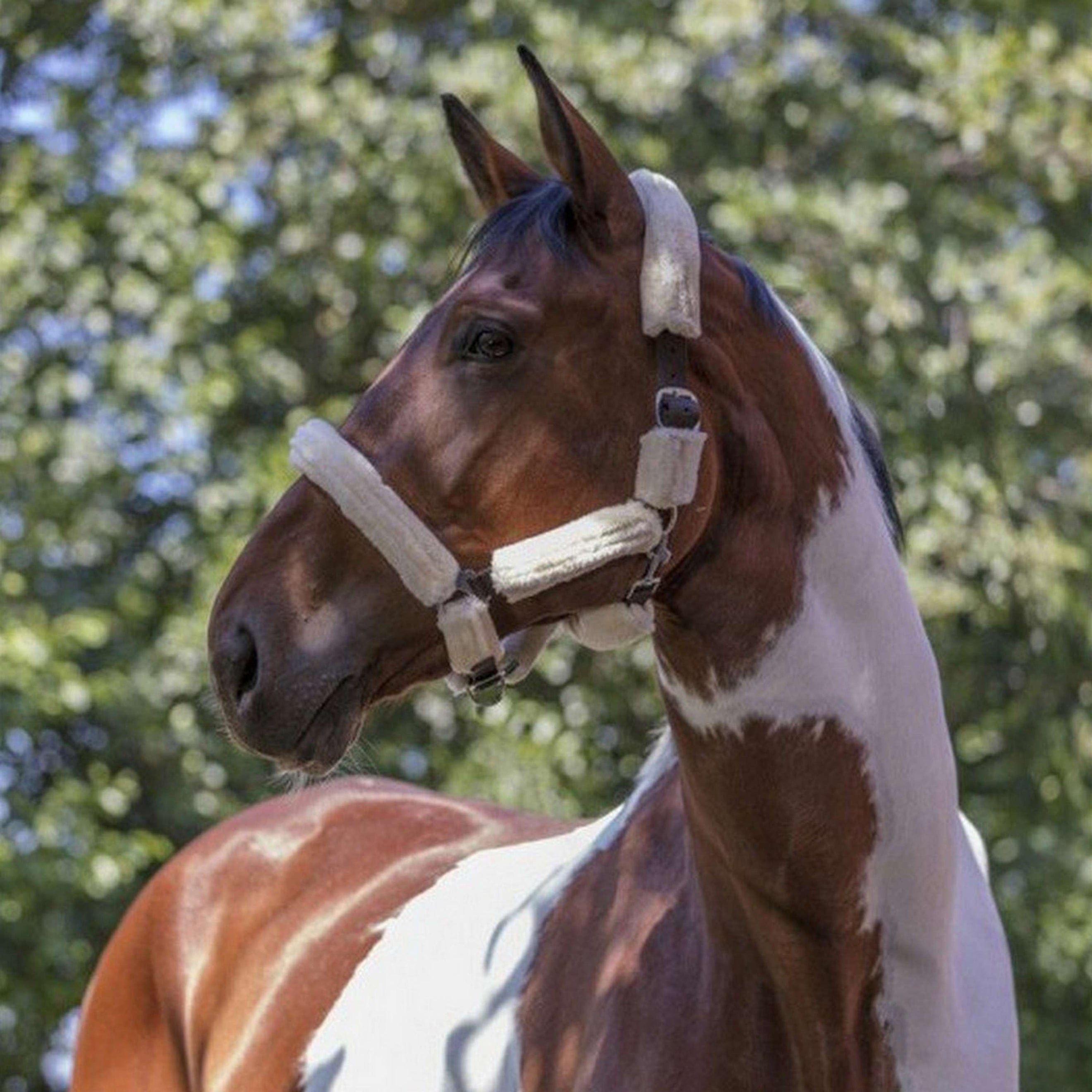 Norton Halster Volledig Synthetisch Schapenvacht Ecru/Zwart Norton Halster Volledig Synthetisch Schapenvacht Ecru/Zwart